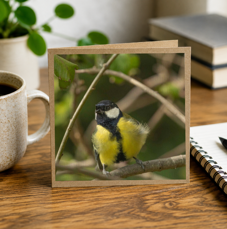 Fluffy Great Tit