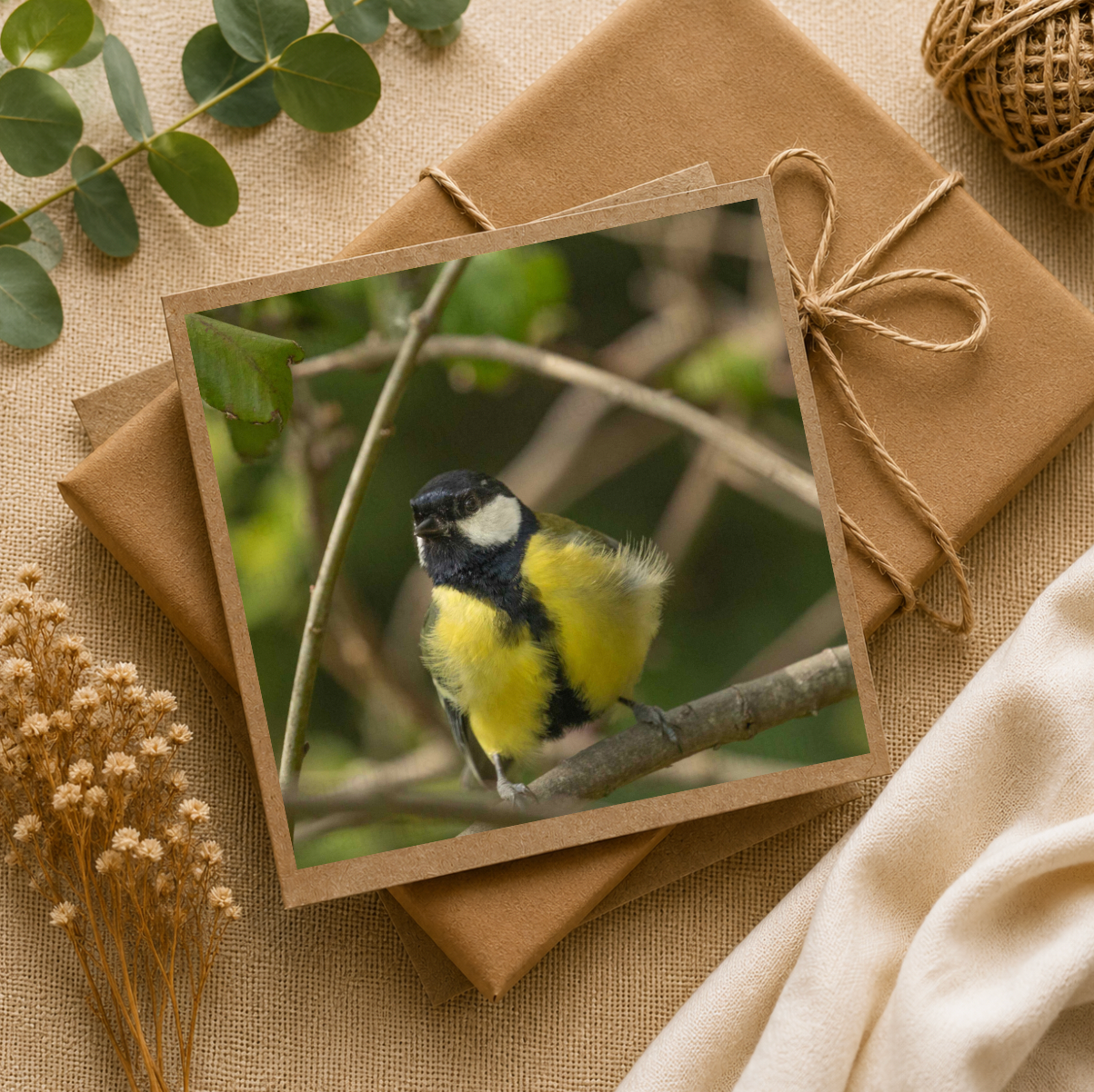 Fluffy Great Tit