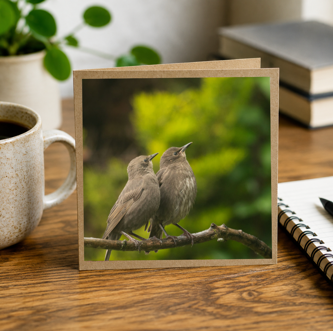 Starling Siblings