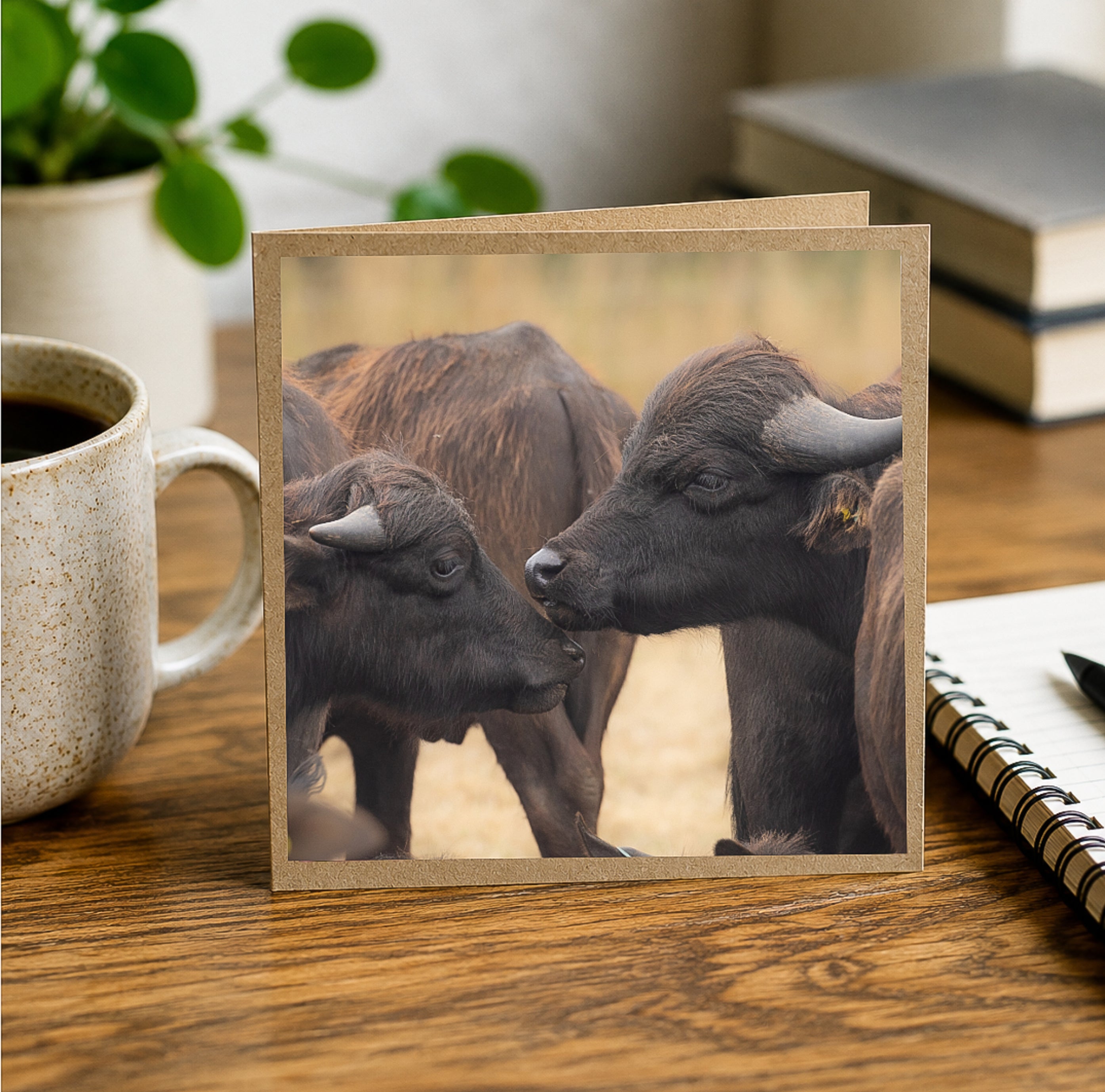 Buffalo Touch