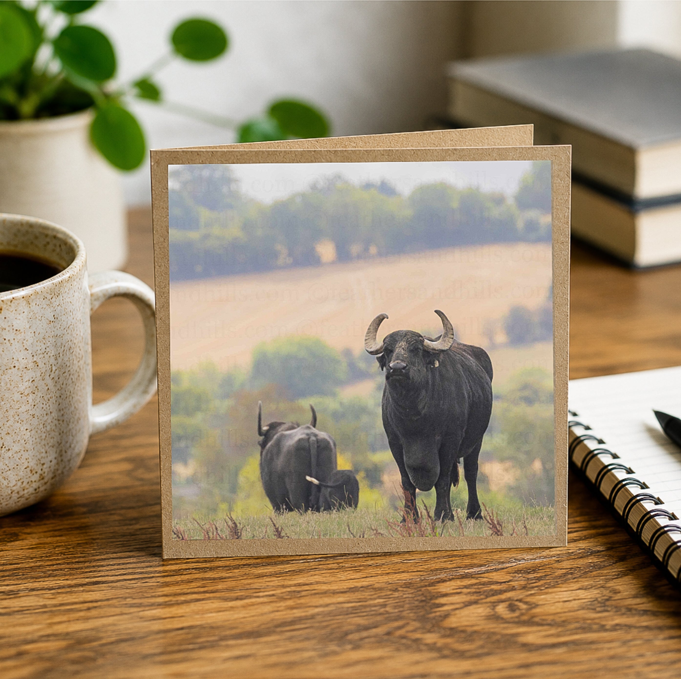 Buffalo View