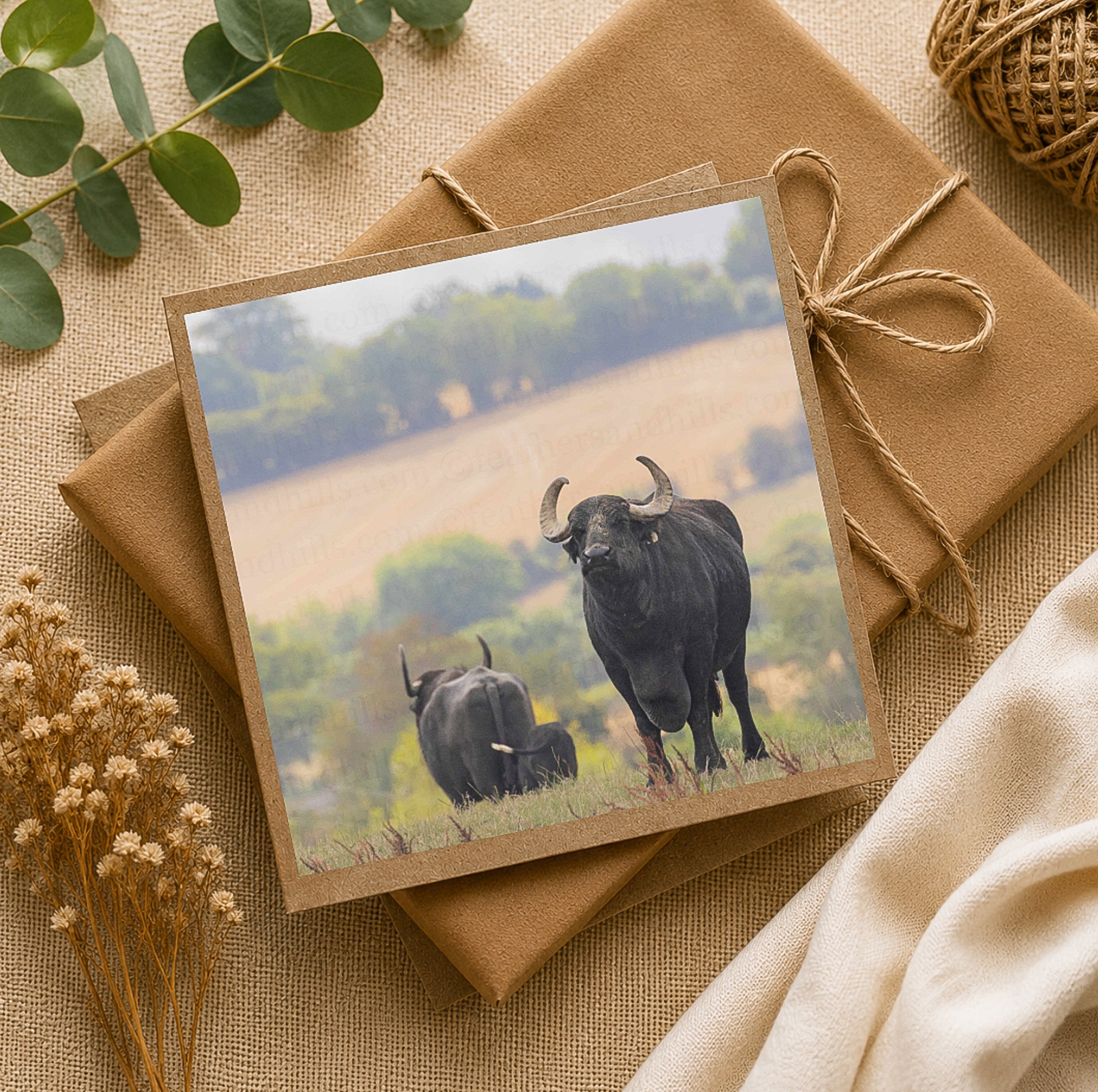 Buffalo View