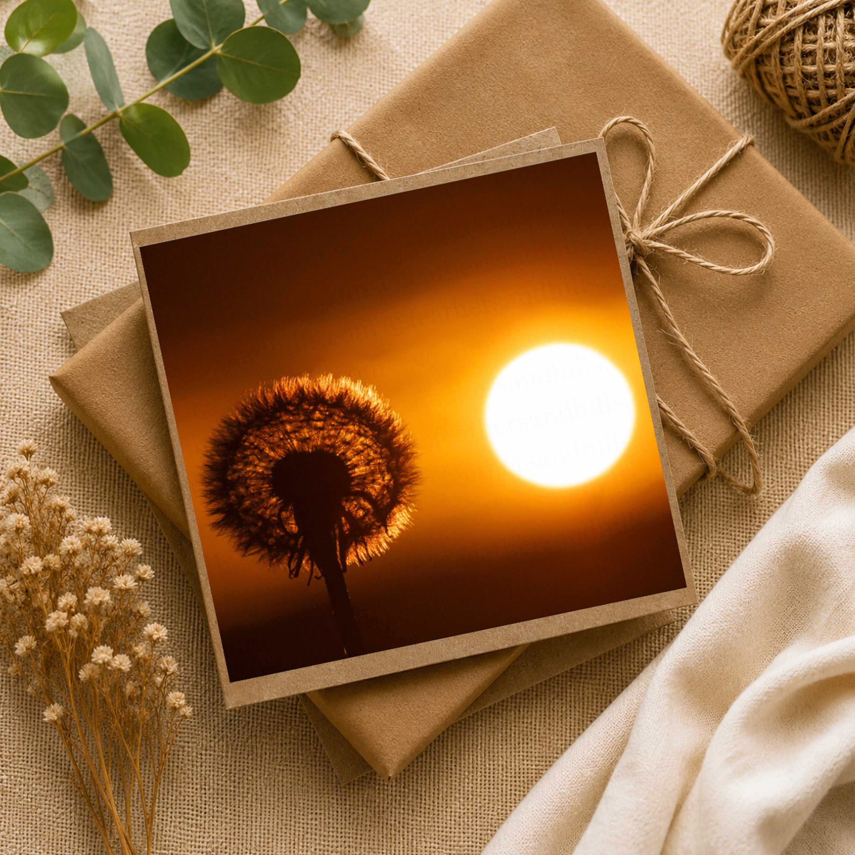 Dandelion sunset