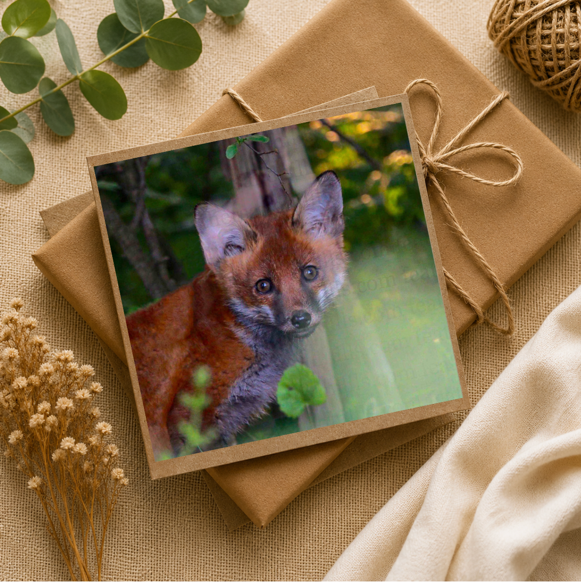 Fox Cub