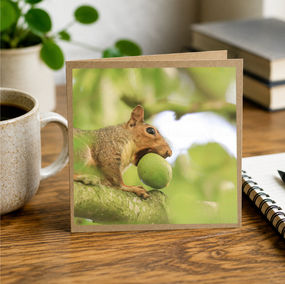 Lunchtime Squirrel!