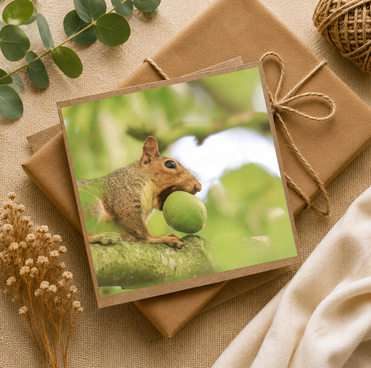 Lunchtime Squirrel!