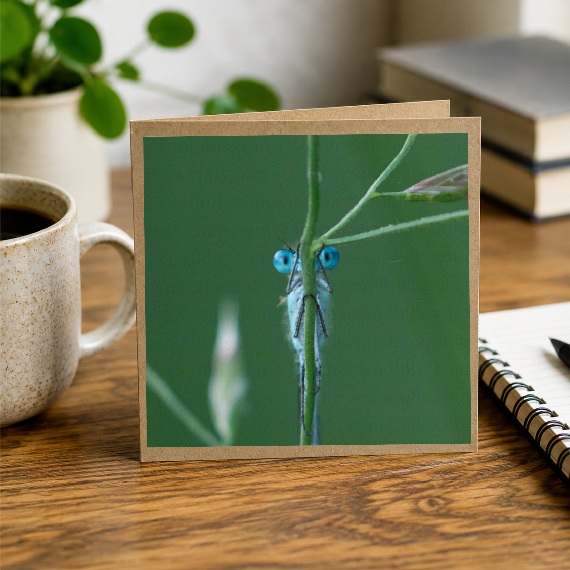 Peekaboo Damselfly