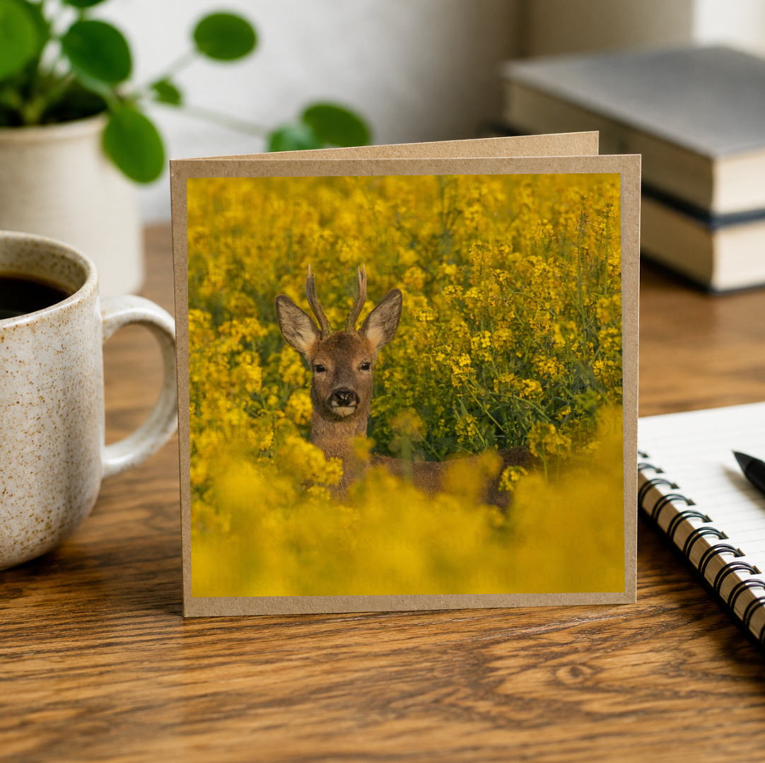 Roe Buck amongst the rapeseed