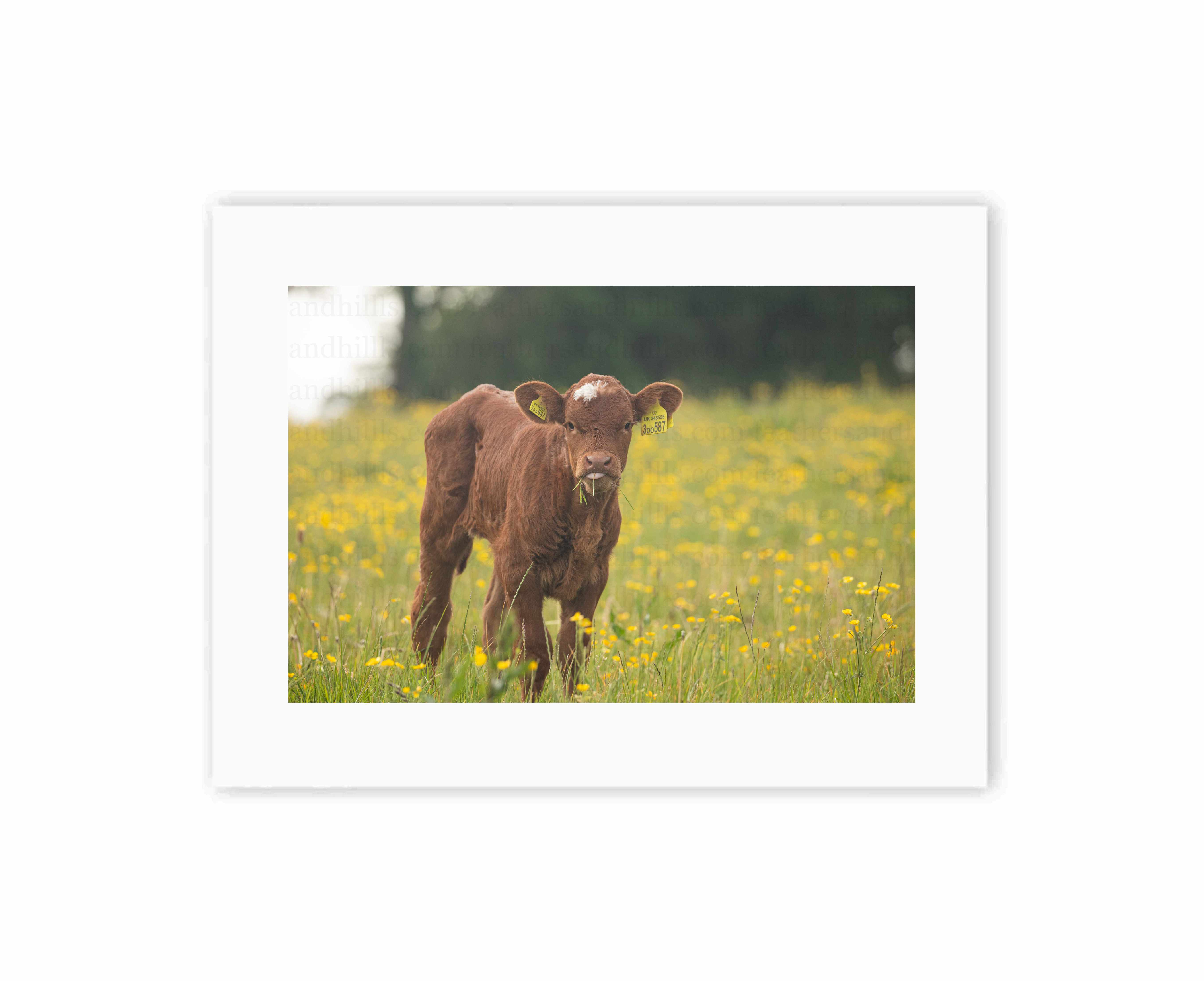 Cheeky Calf
