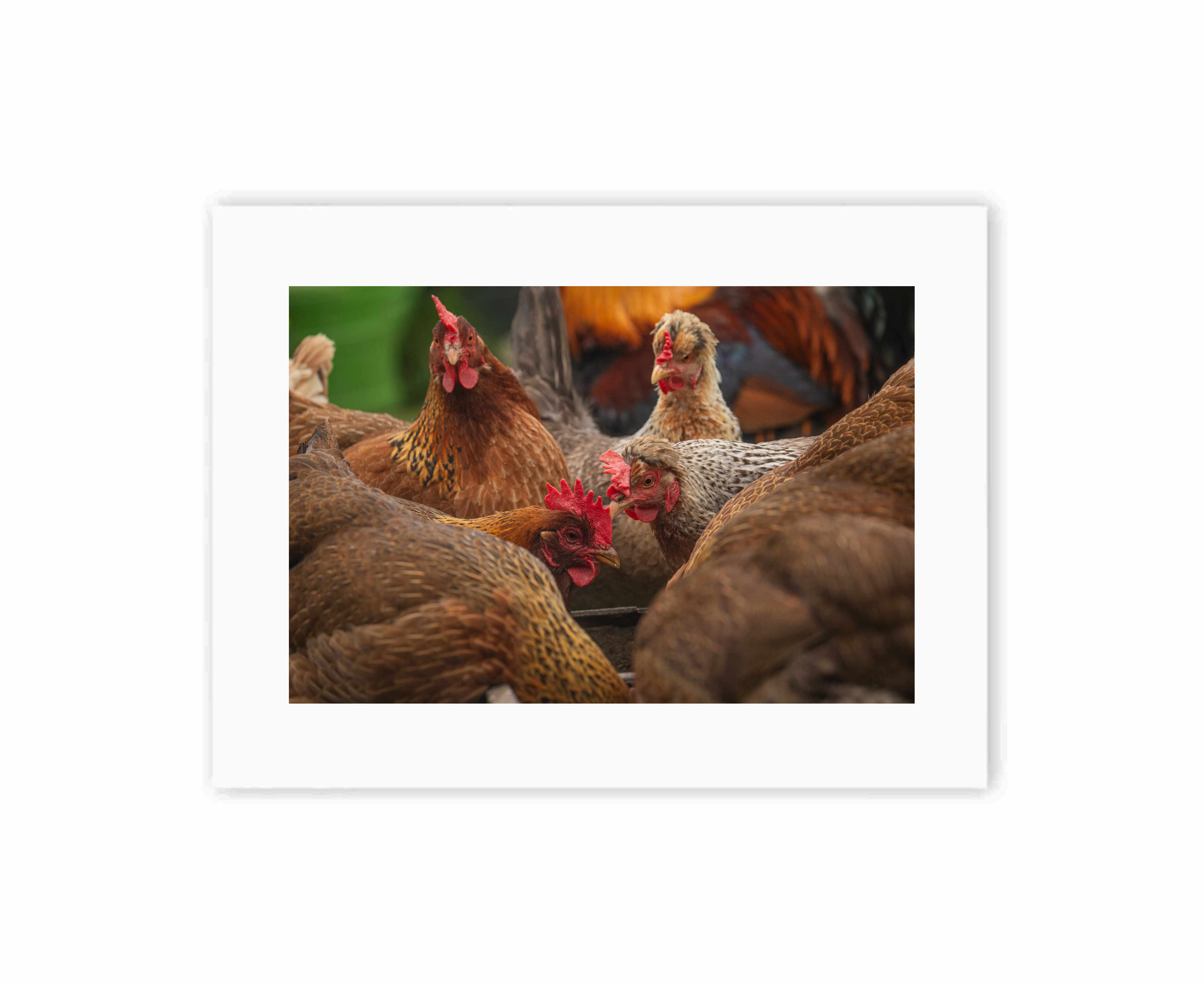 Chicken Friends