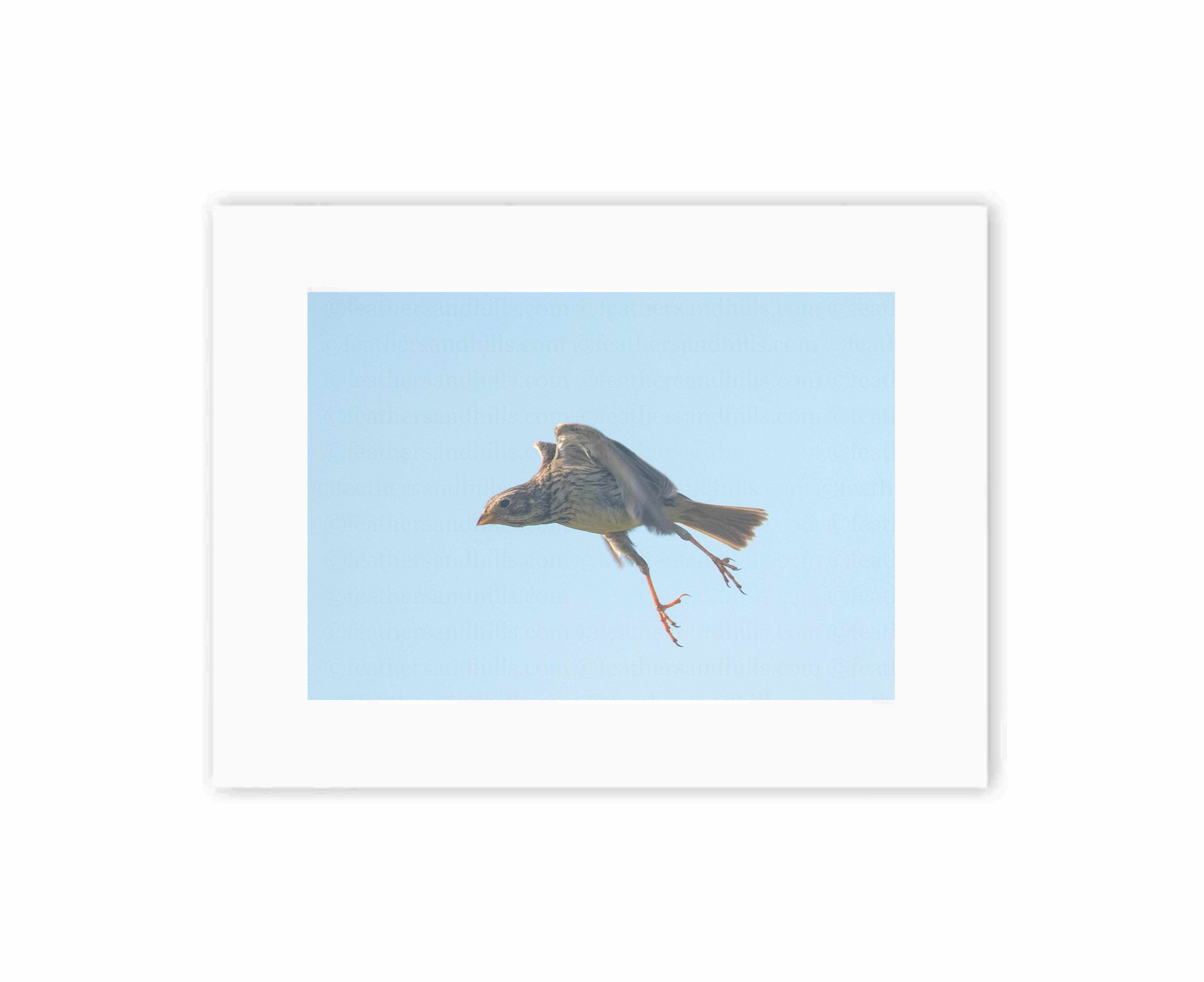 Corn Bunting Stretching