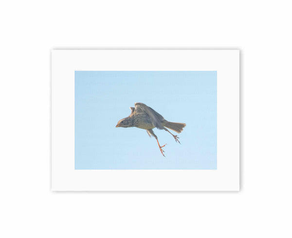 Corn Bunting Stretching
