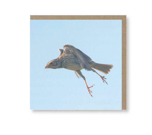 Corn Bunting Stretching