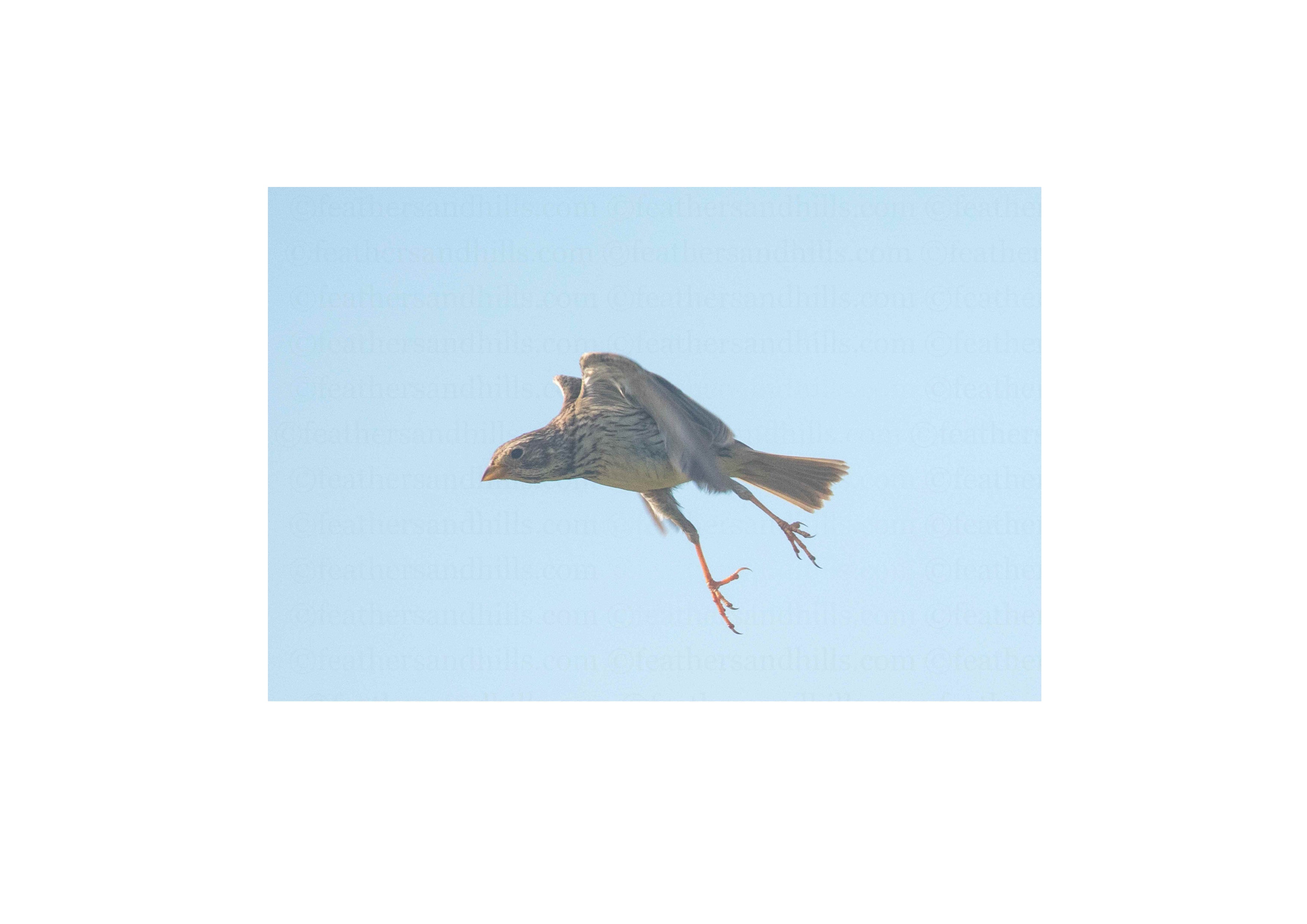 Corn Bunting Stretching