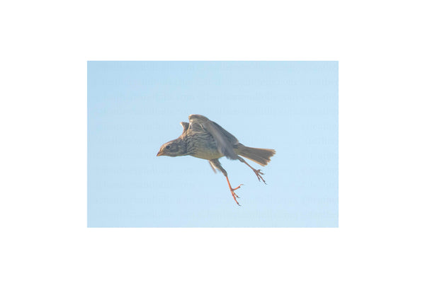 Corn Bunting Stretching