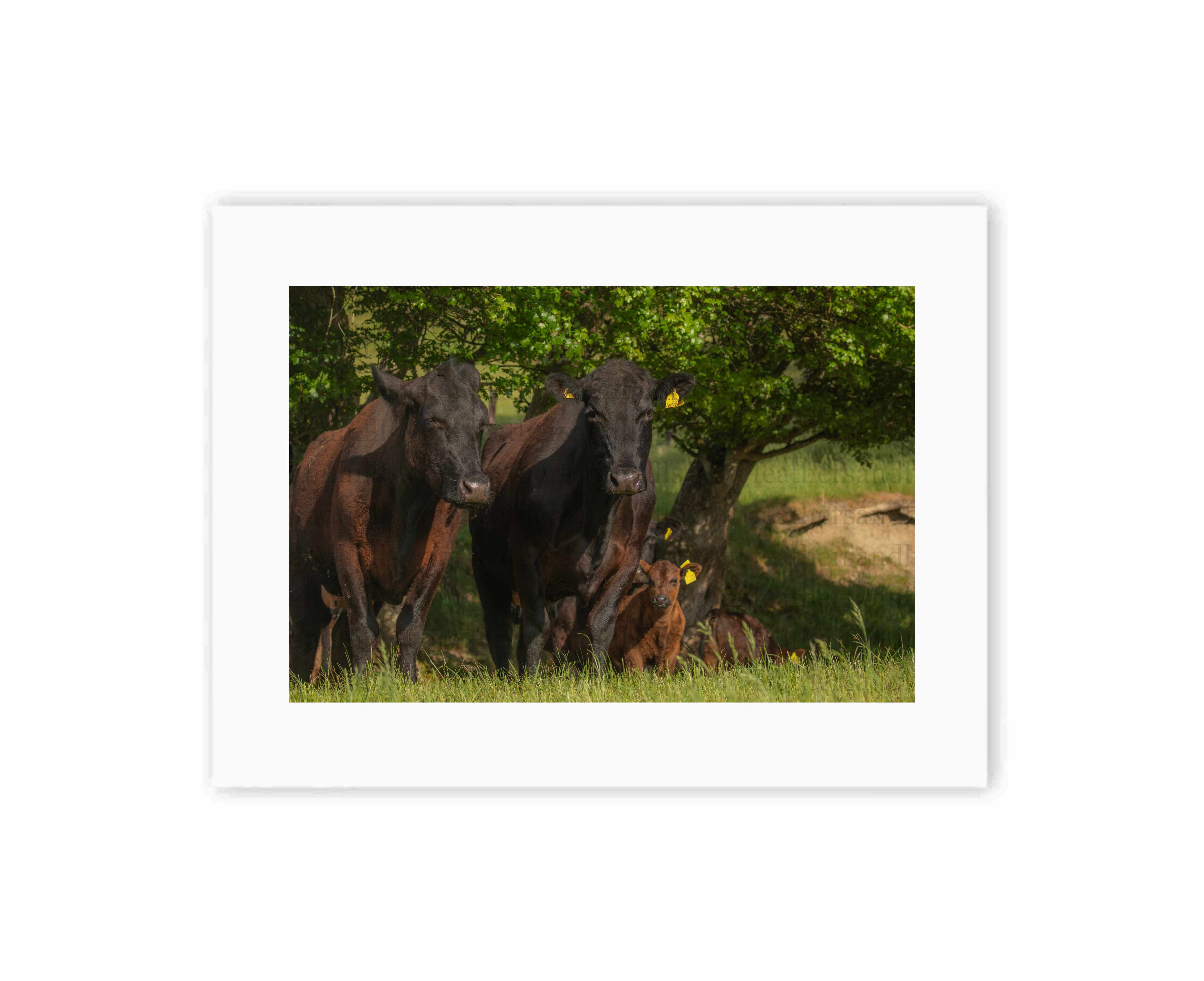 Cow Lookout