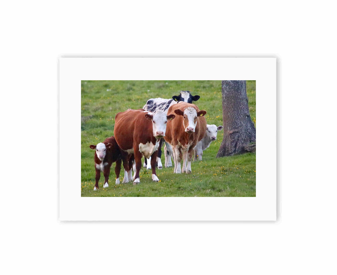 Cow Watch