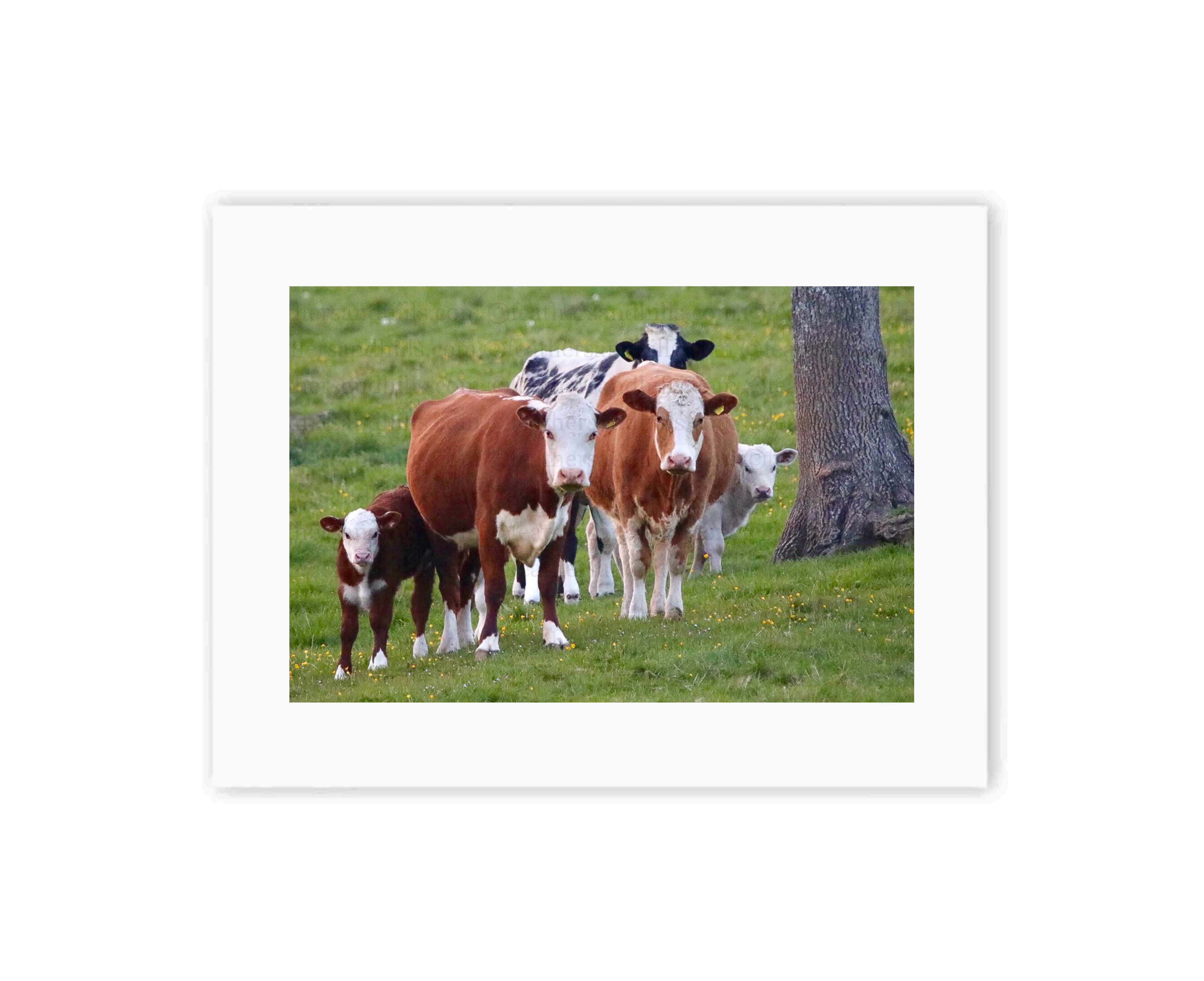 Cow Watch