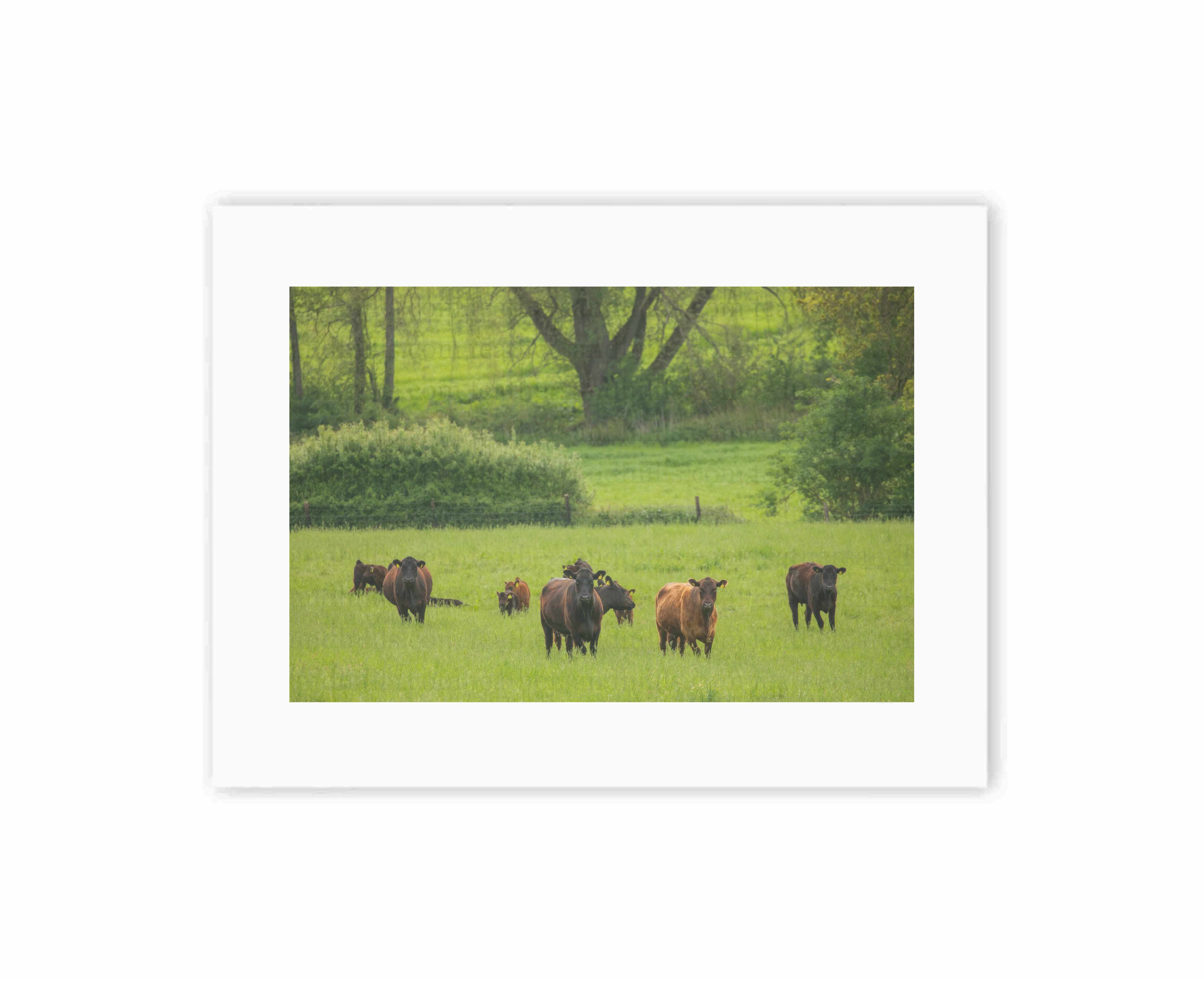 Cows amongst the woodland