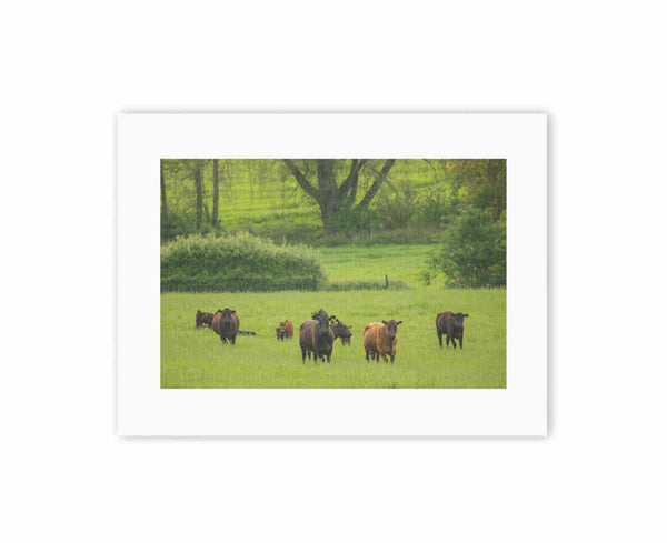 Cows amongst the woodland