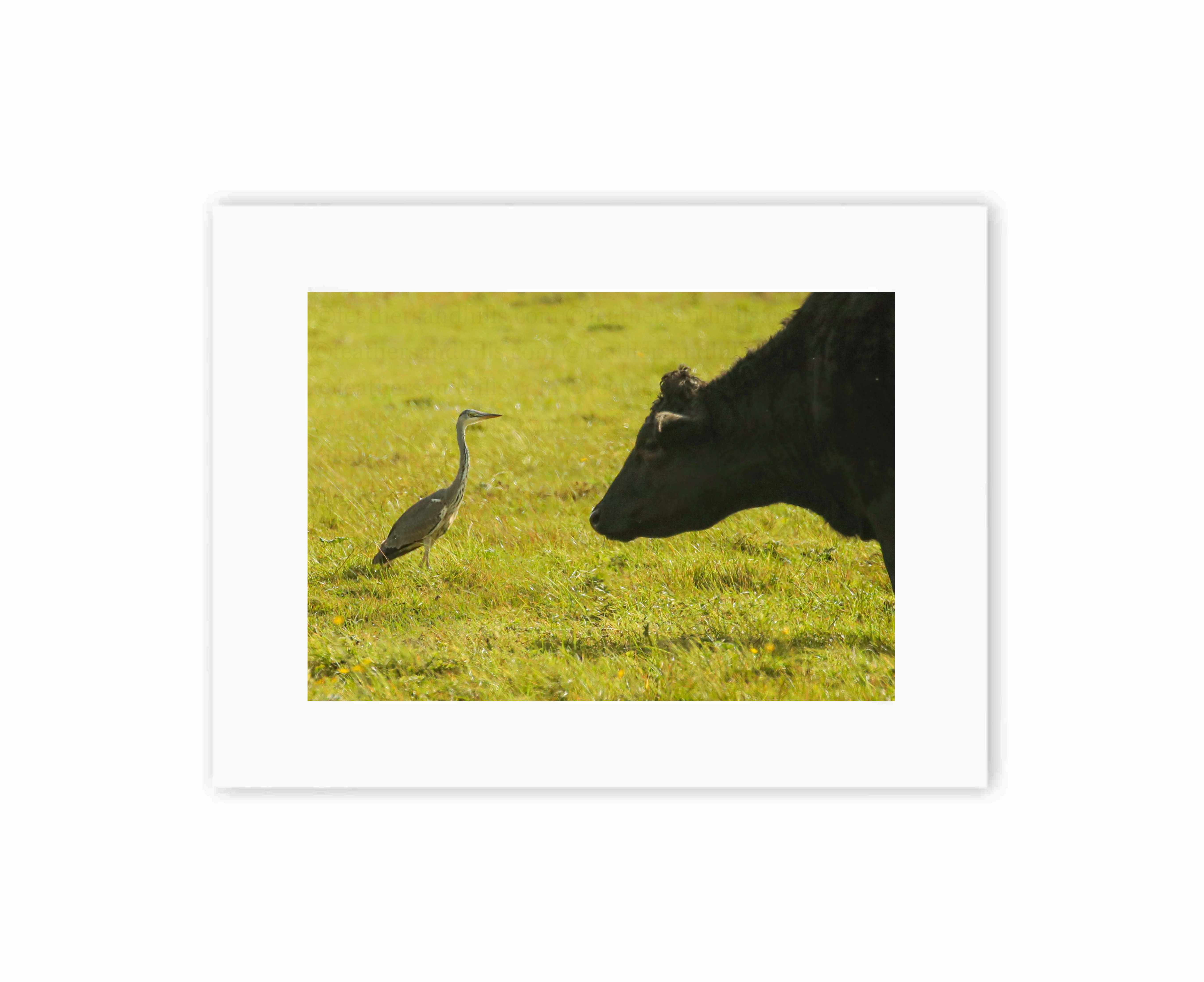Cow vs Heron
