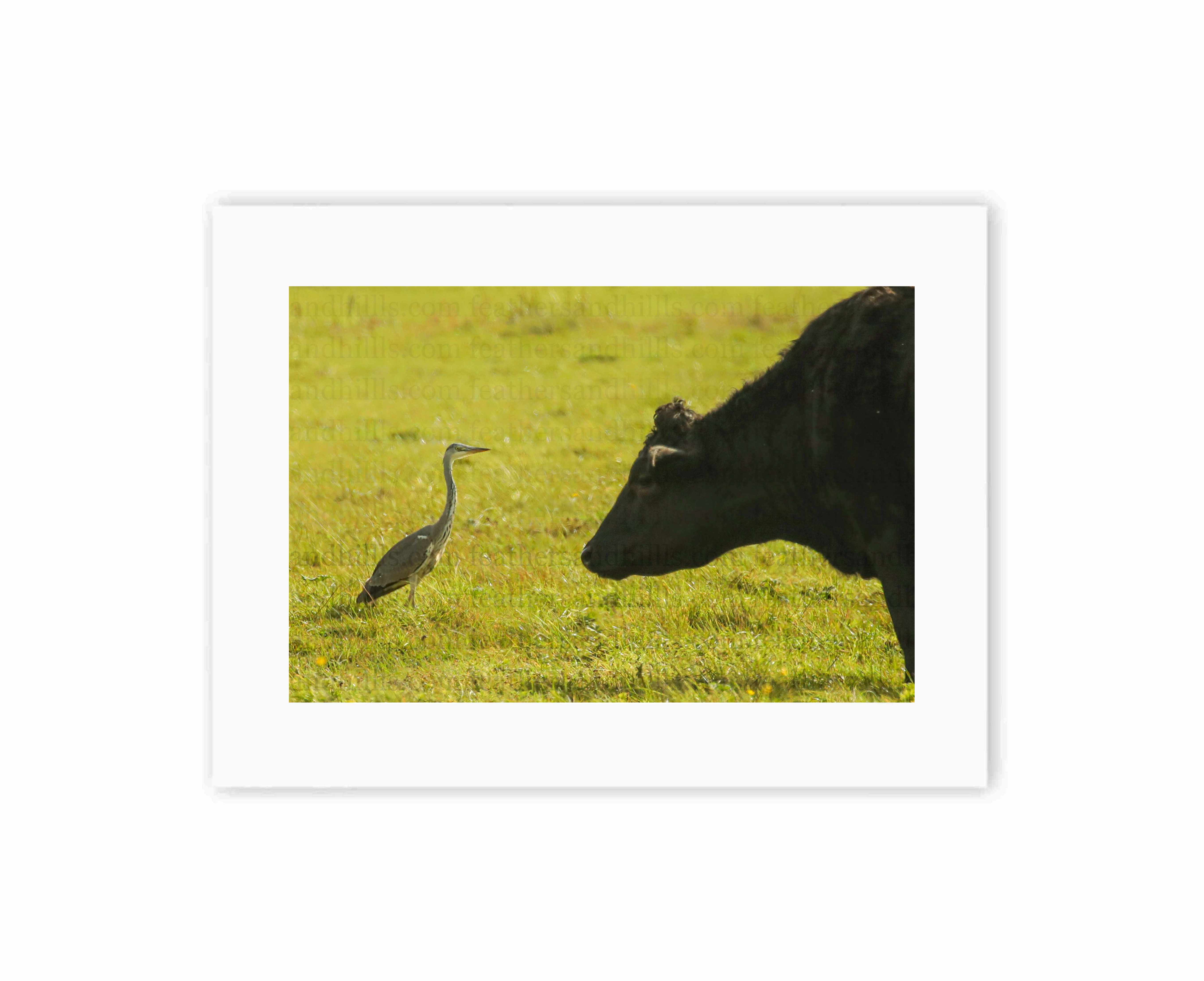 Cow vs Heron