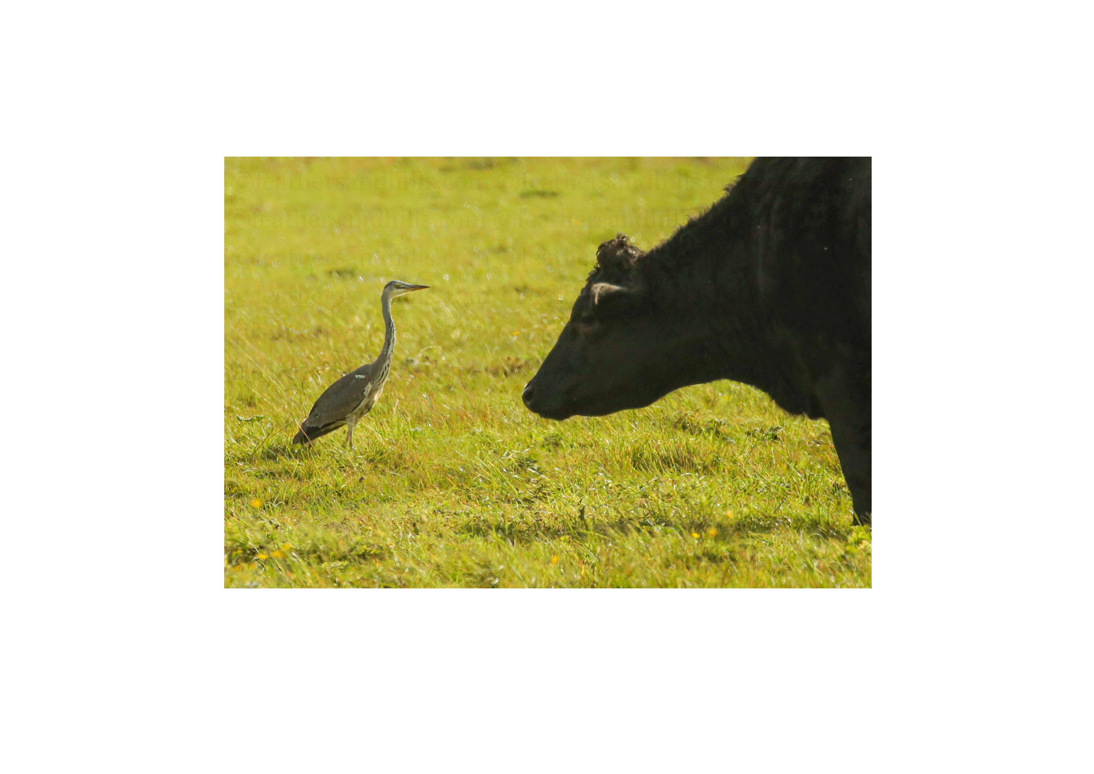 Cow vs Heron