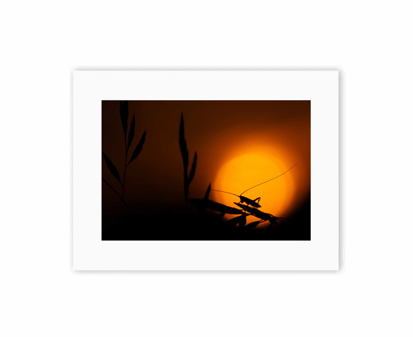 Cricket at Sunset