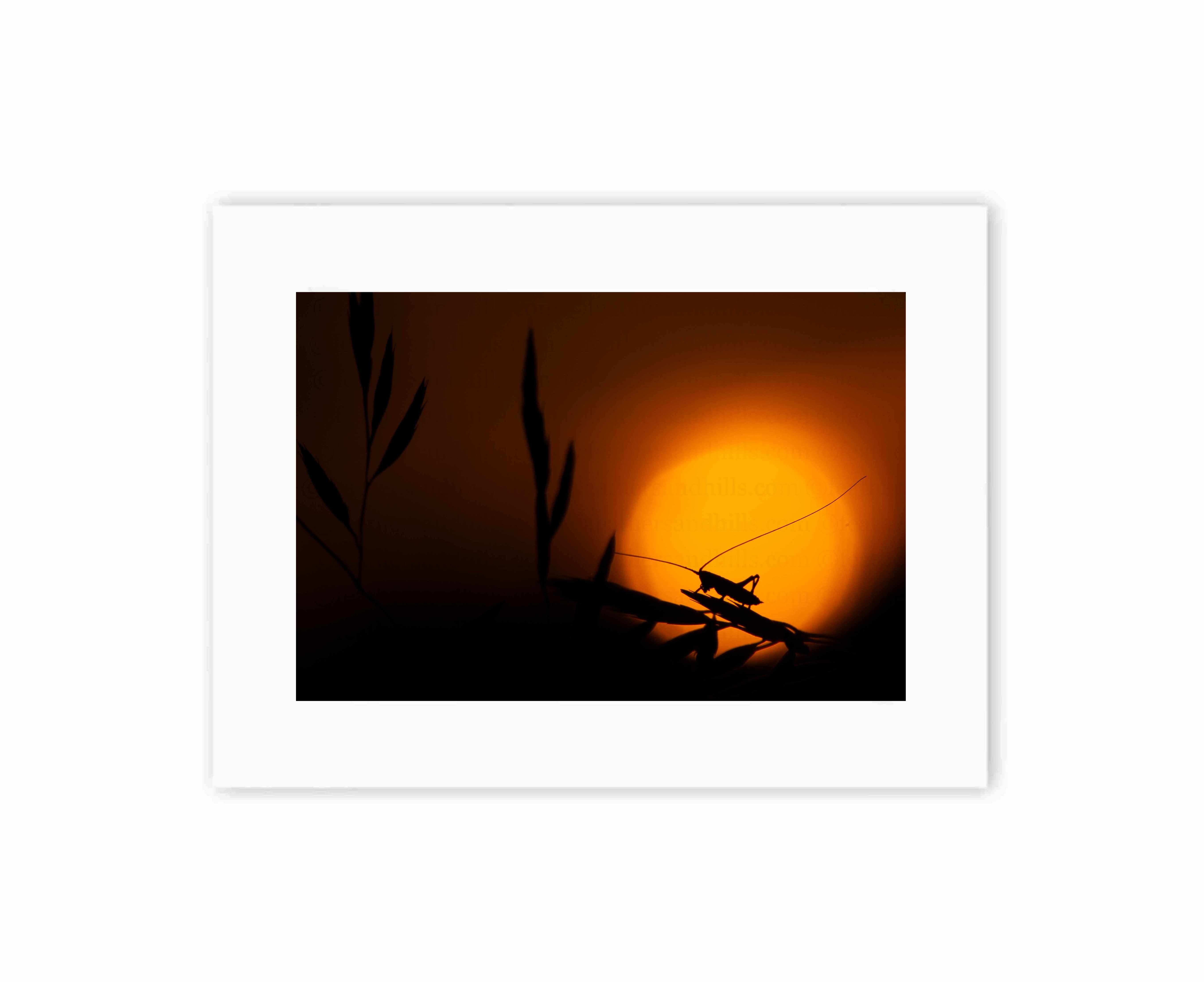 Cricket at Sunset