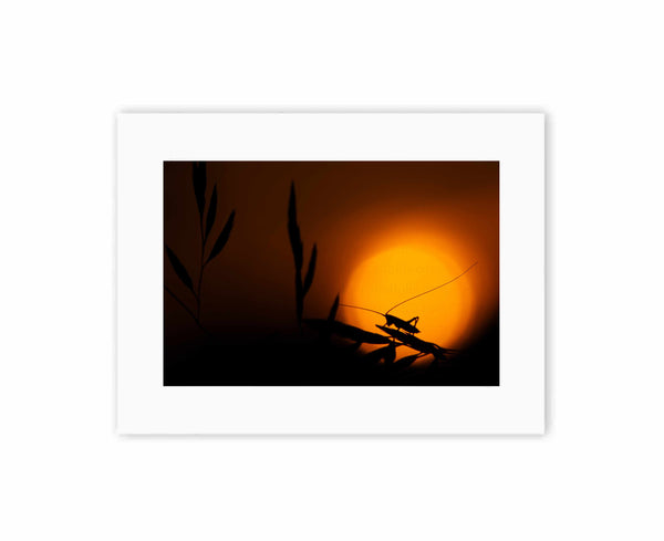 Cricket at Sunset