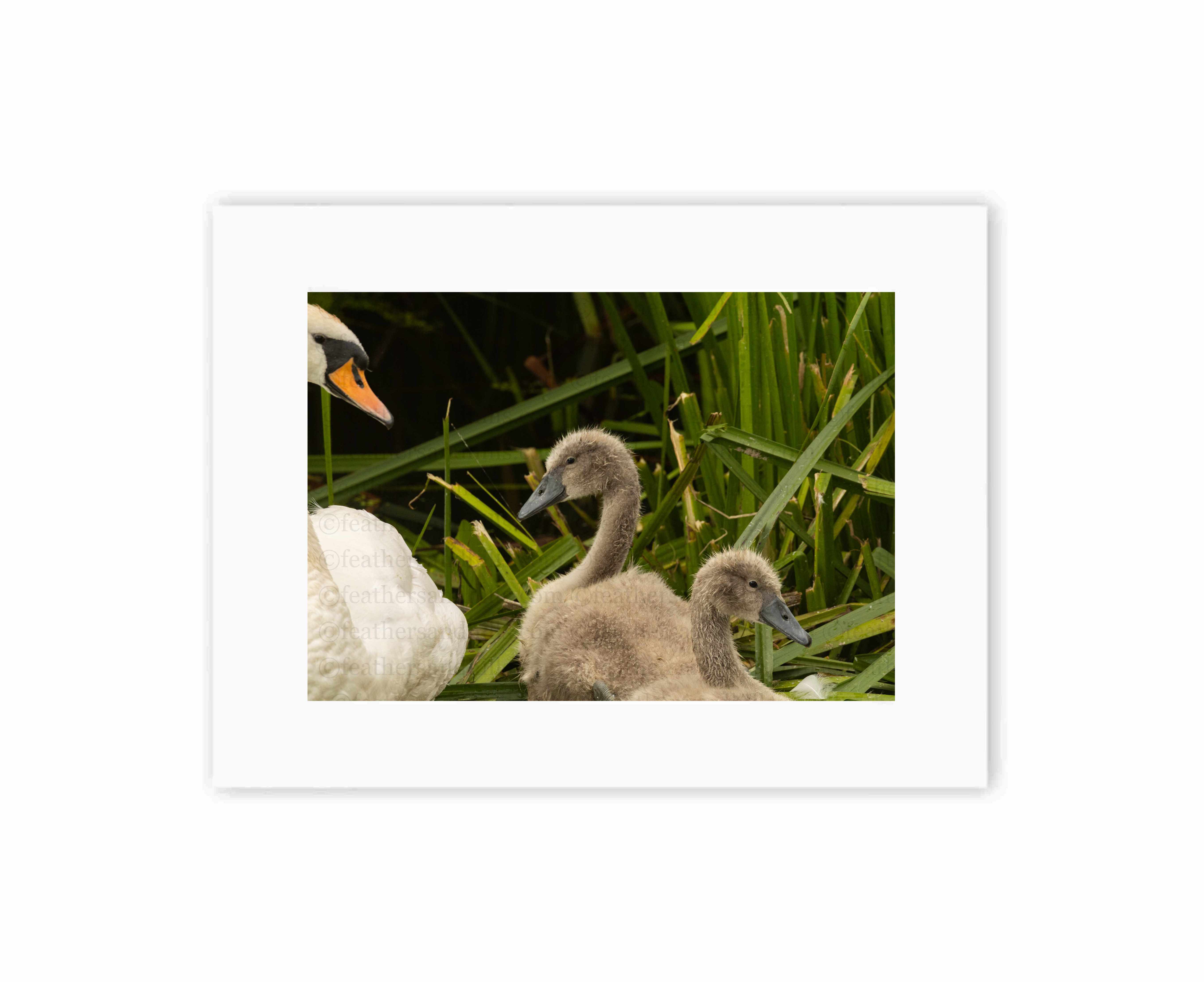 Cute Cygnets