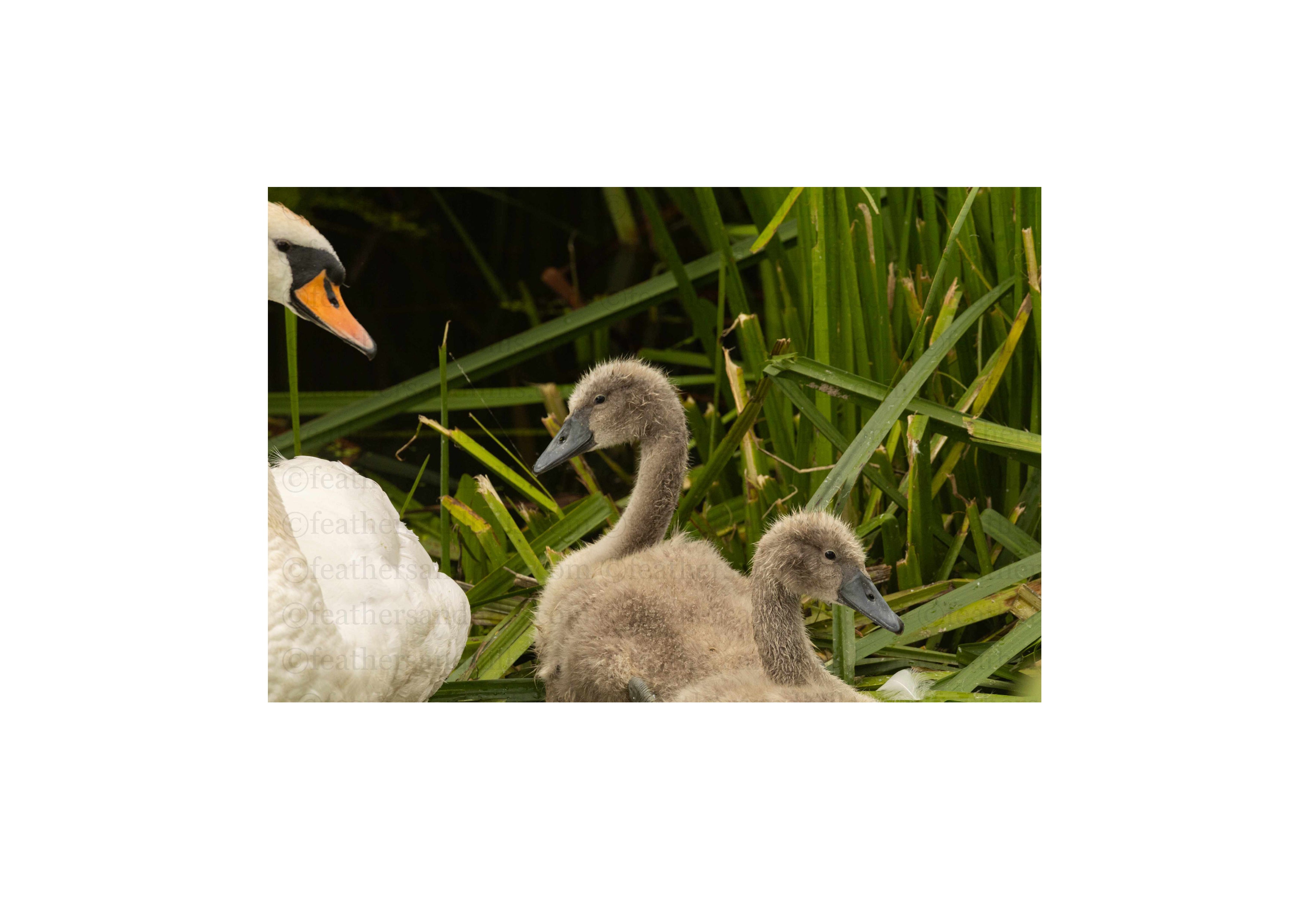 Cute Cygnets