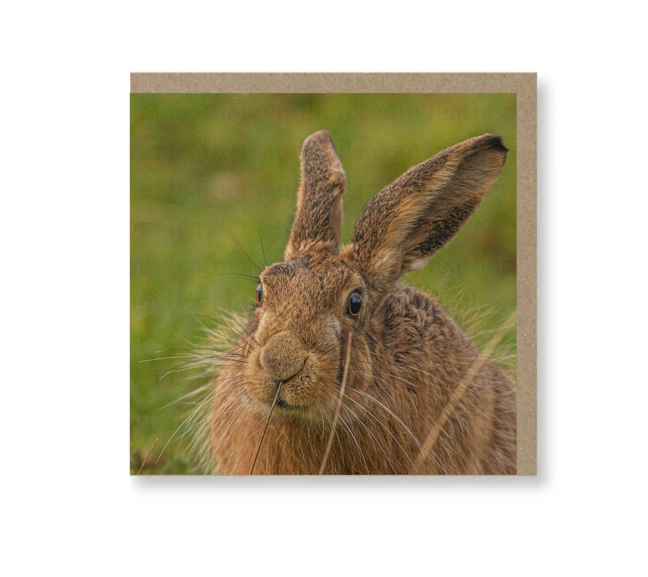 Cute Hare