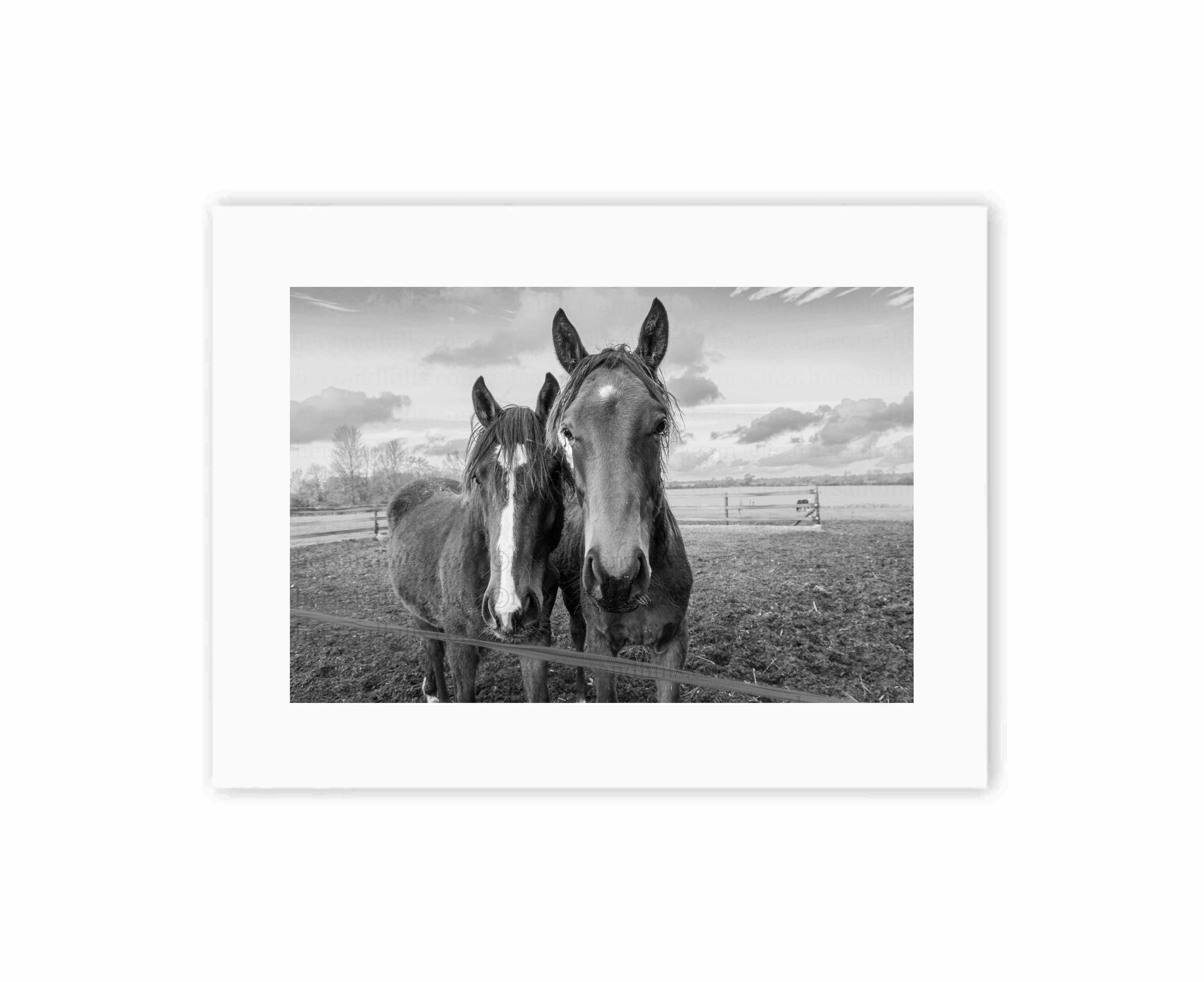 Cute Horses