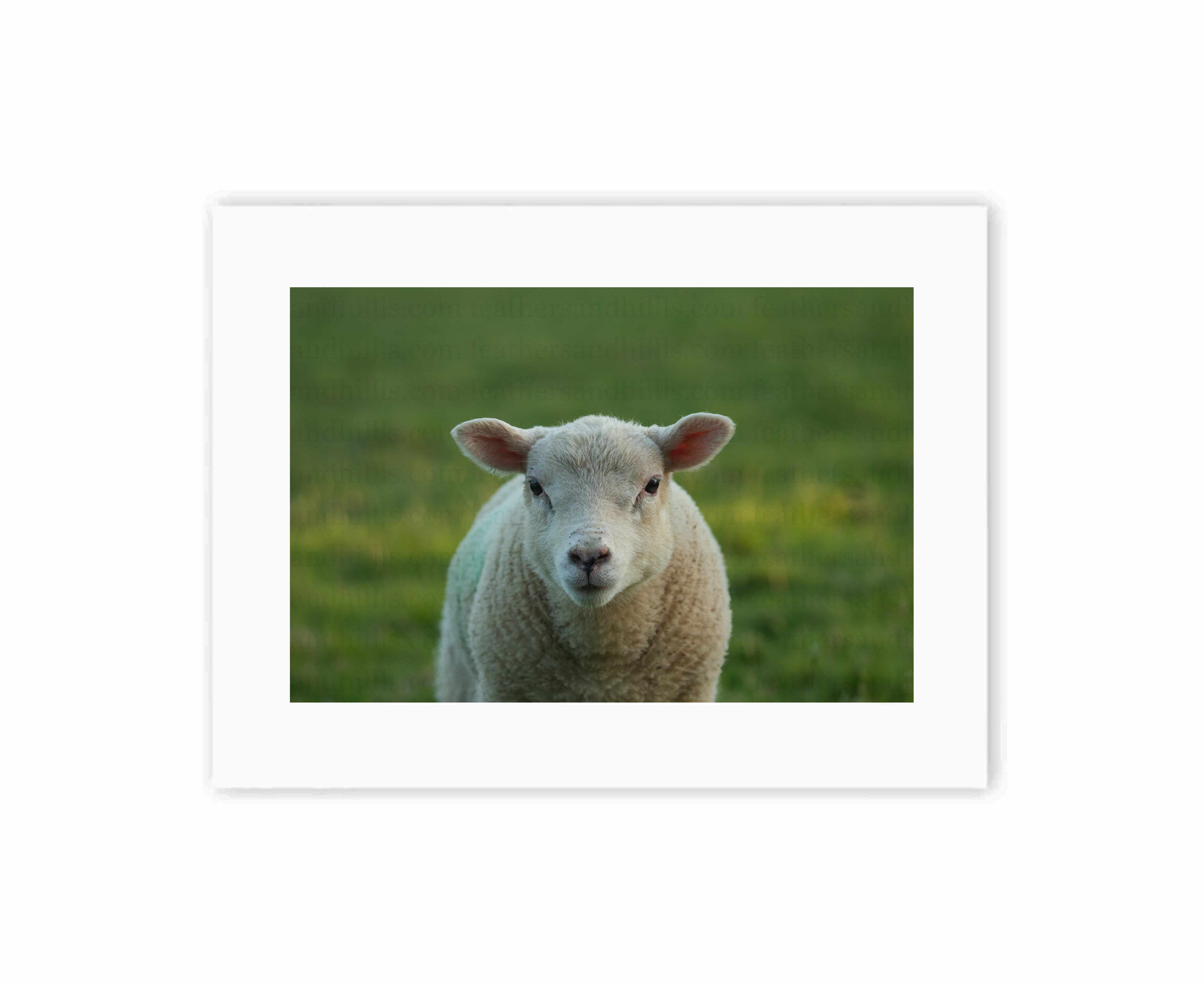 Cute Lamb
