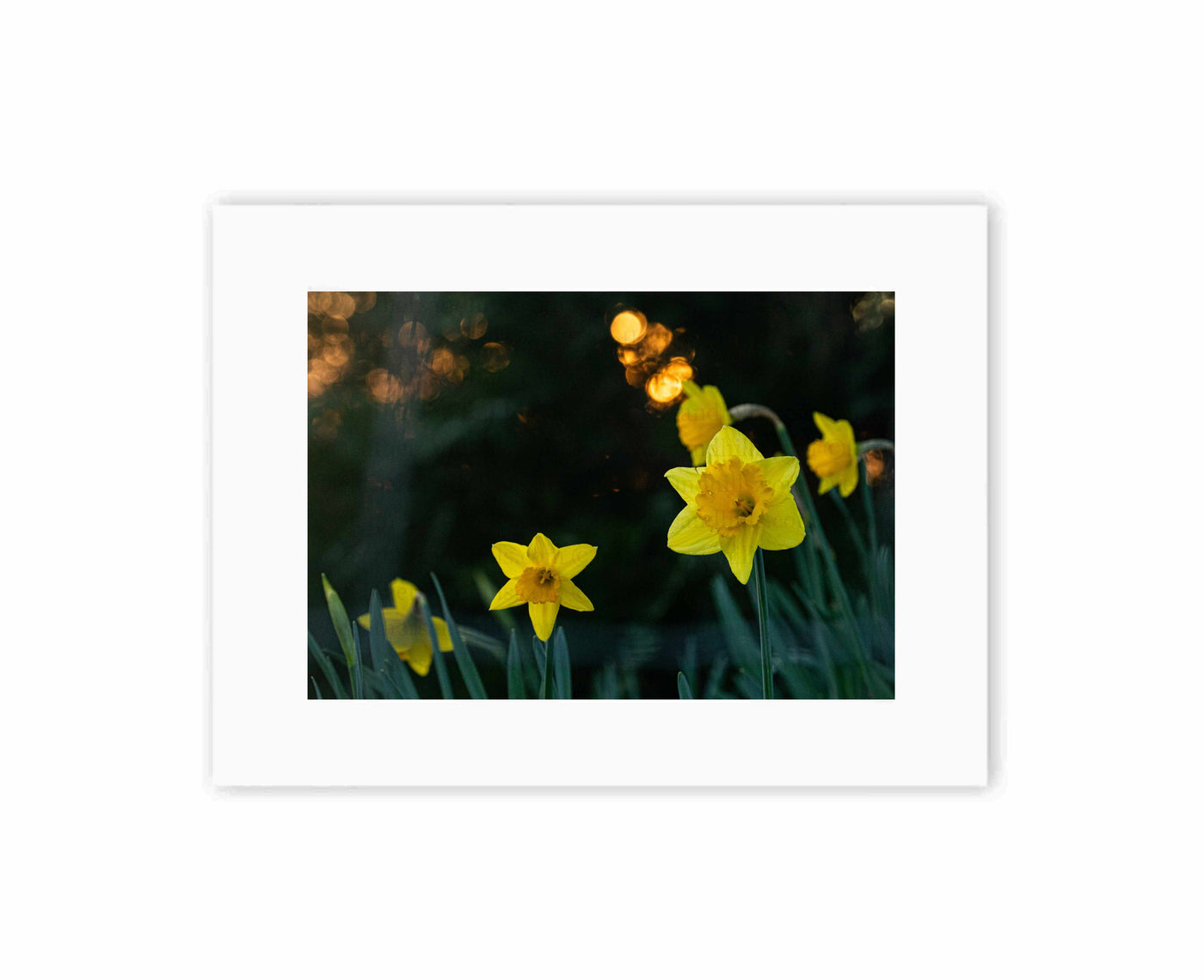 Daffodils at sunset