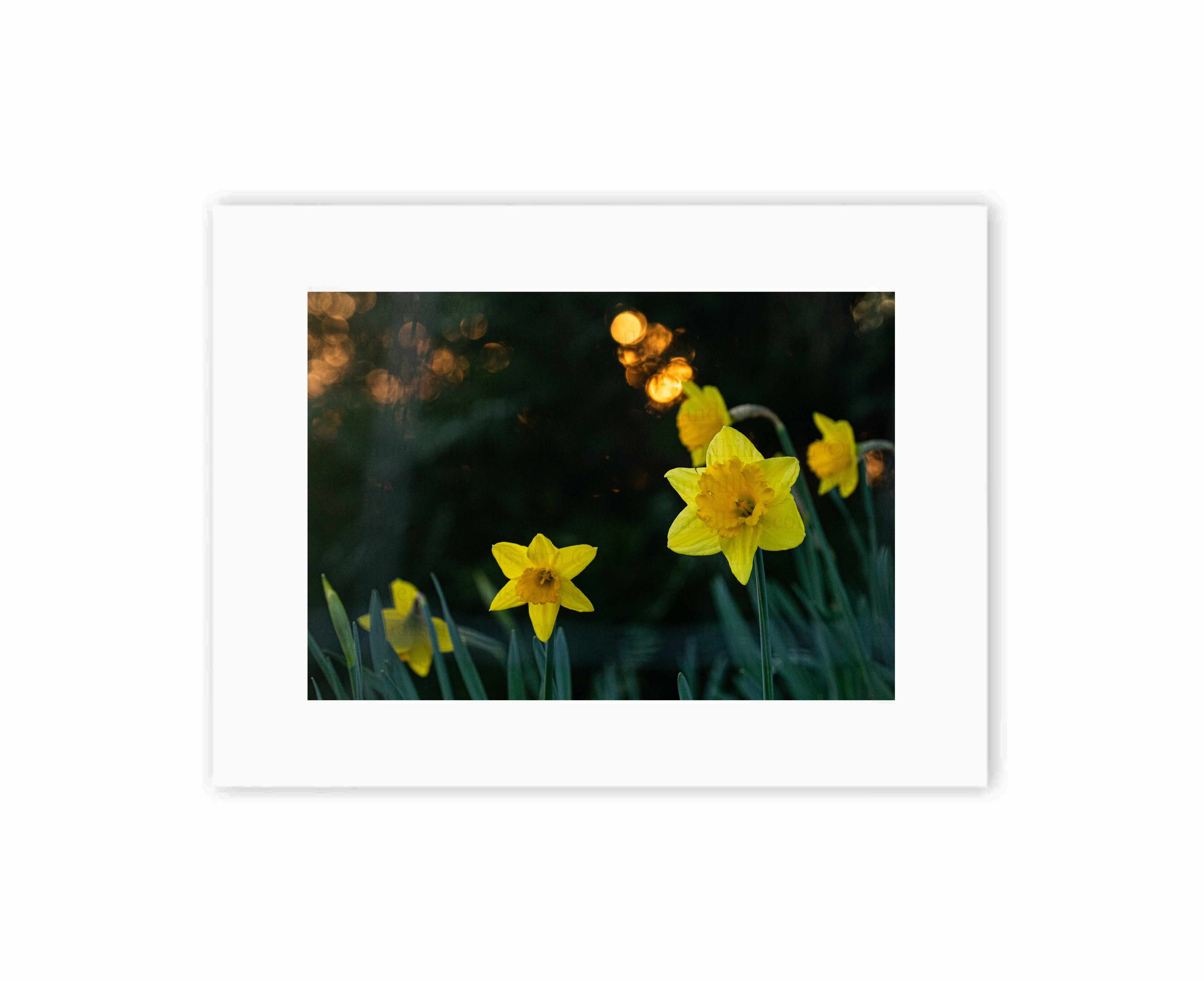 Daffodils at sunset