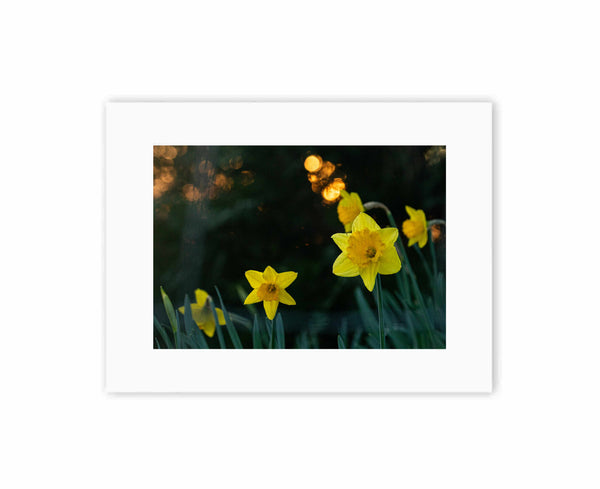 Daffodils at sunset