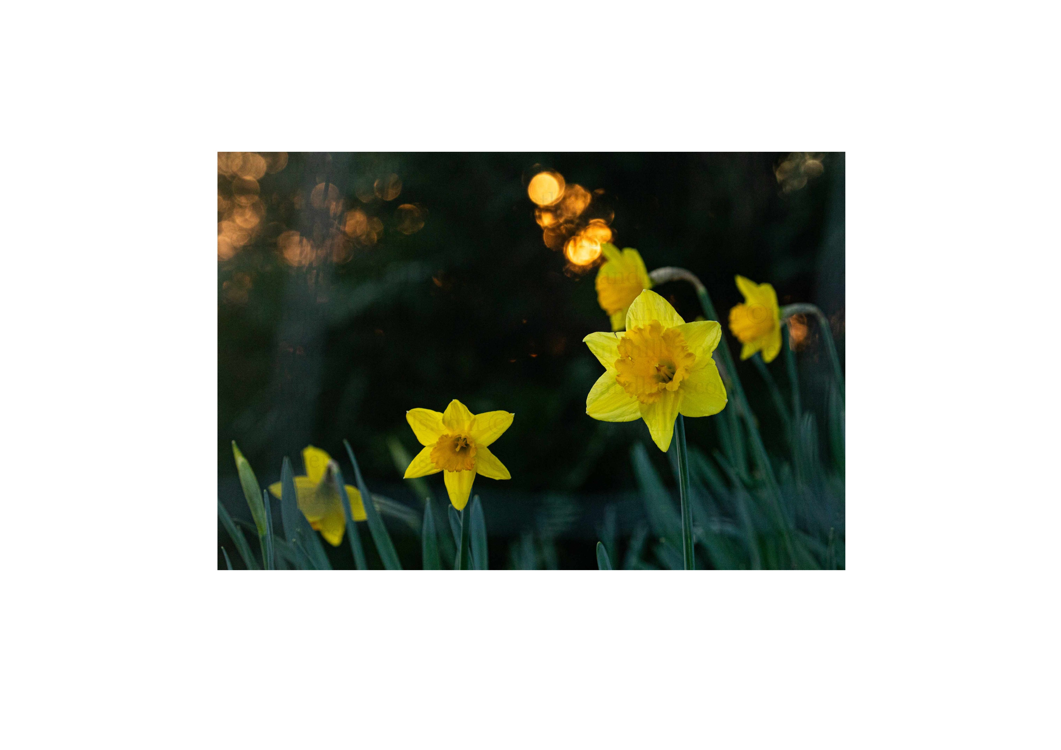 Daffodils at sunset