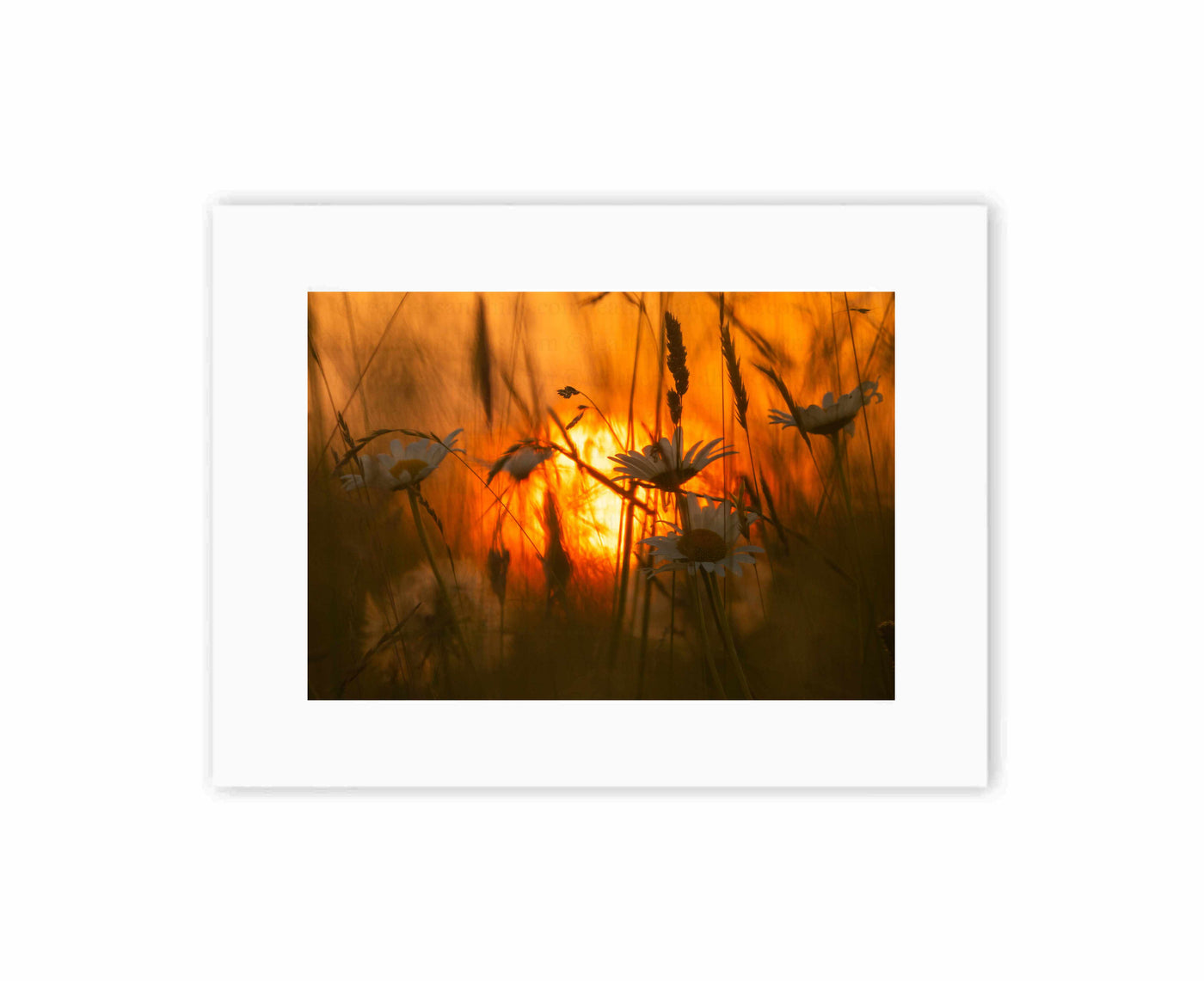 Daisies at sunset