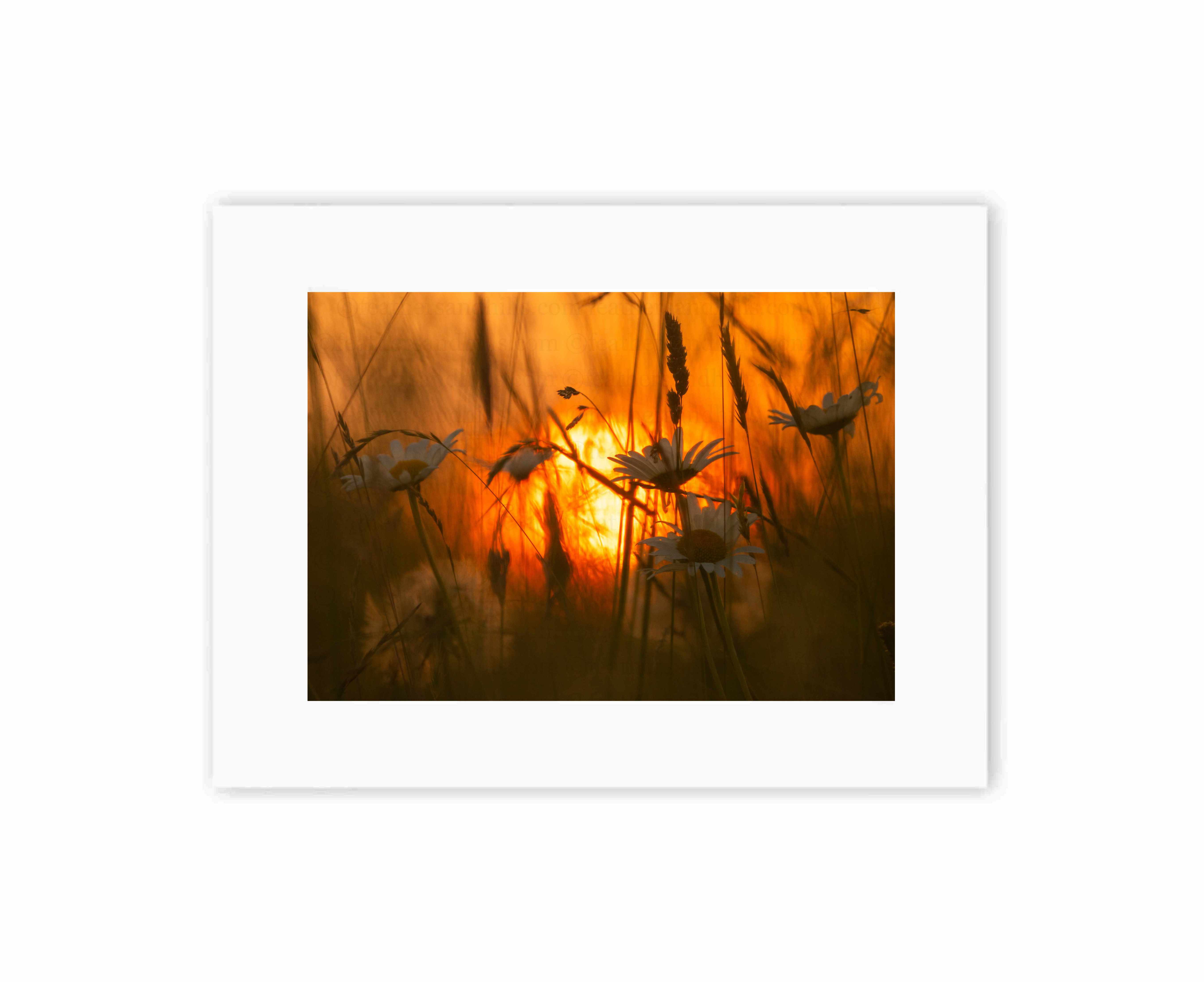 Daisies at sunset