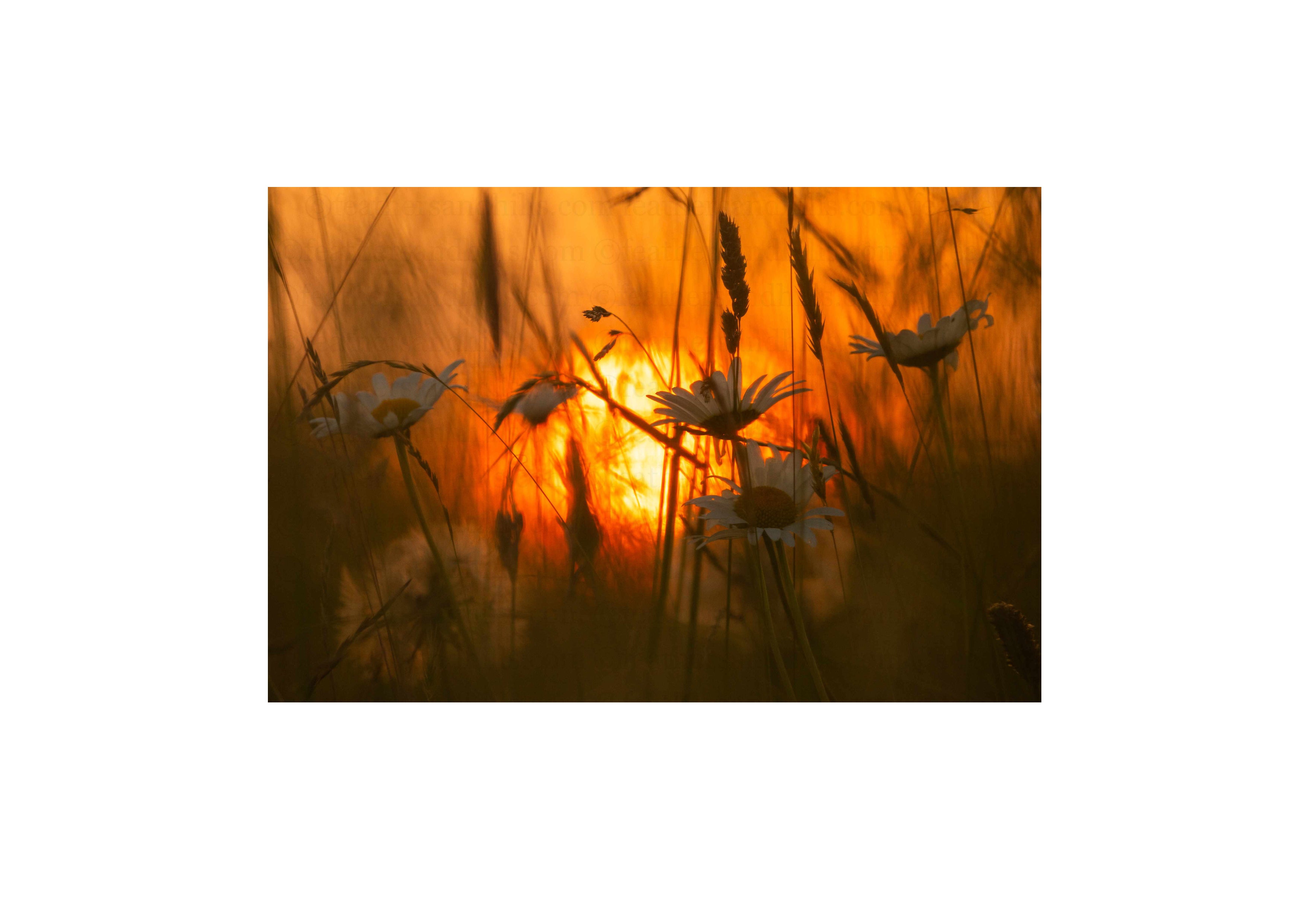 Daisy Sunset