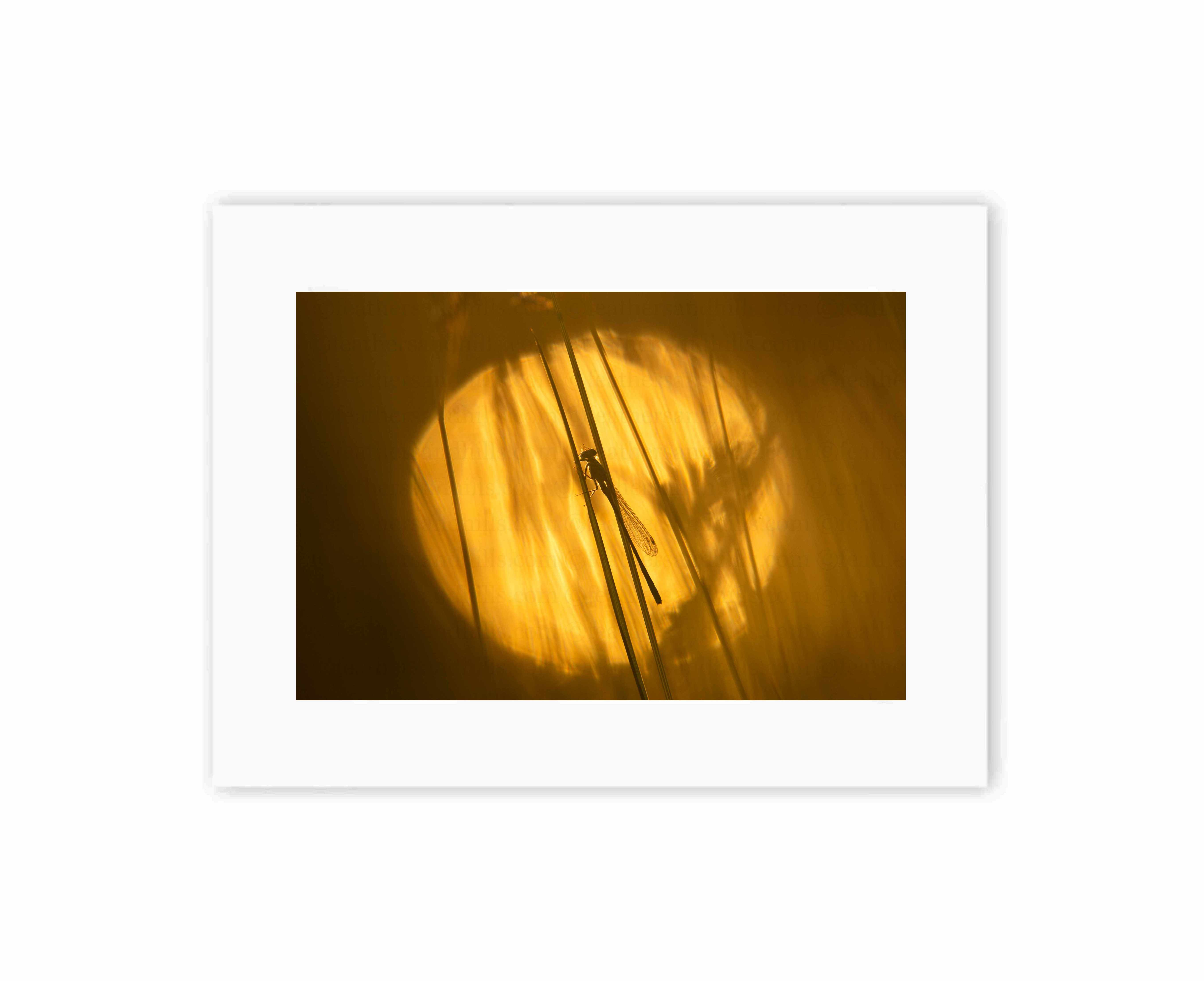 Damselfly at sunset