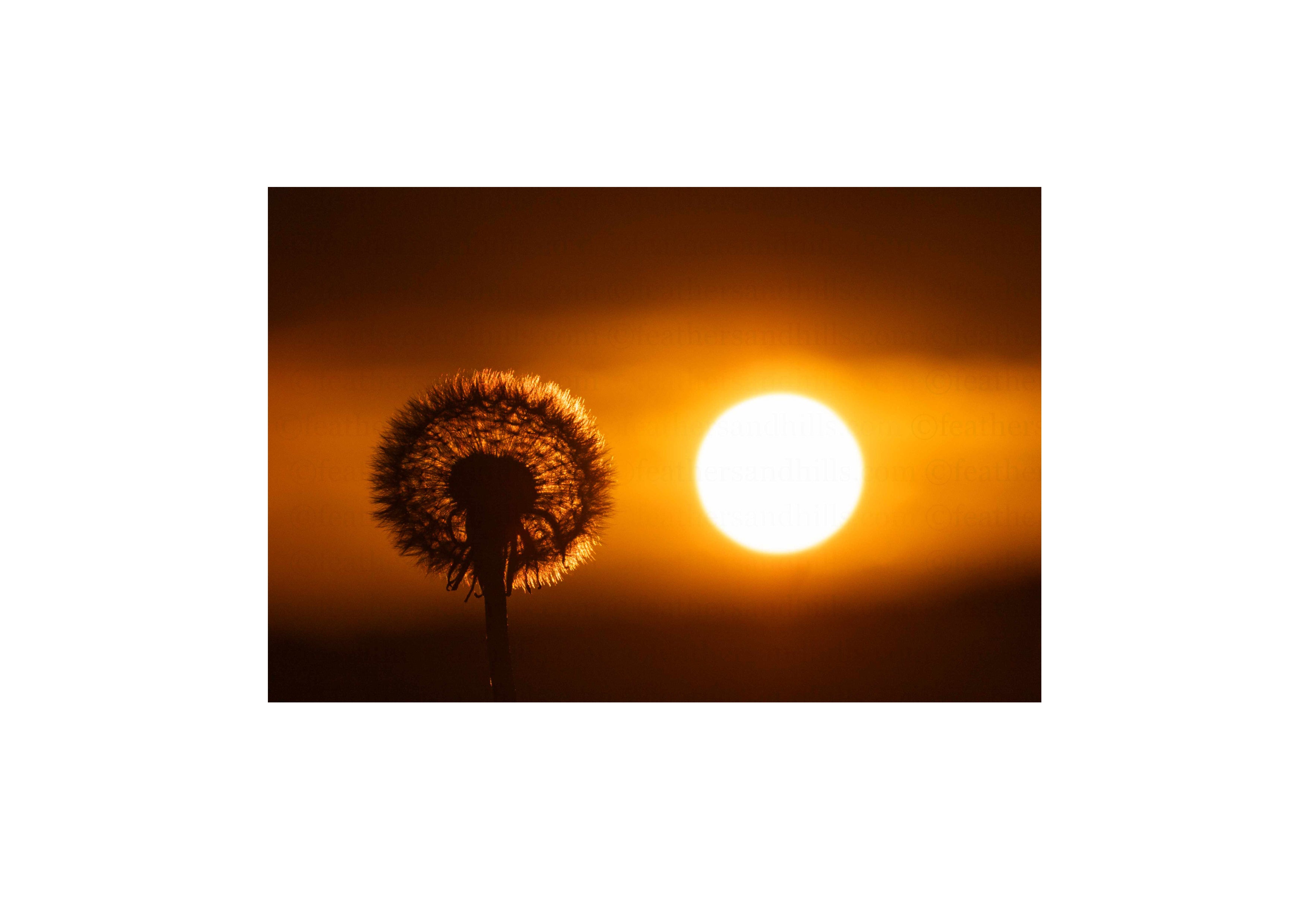 Dandelion Sunset