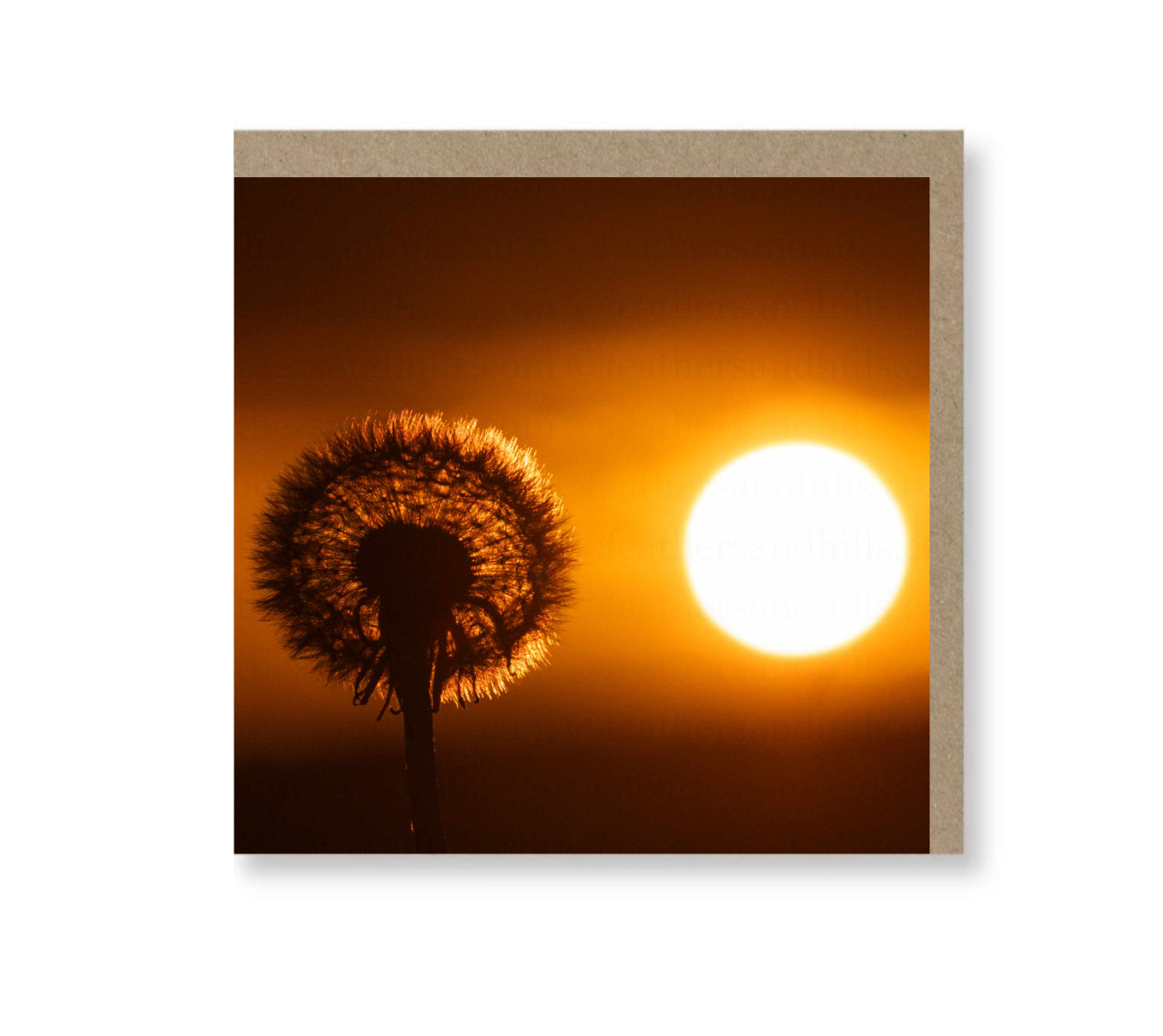 Dandelion sunset
