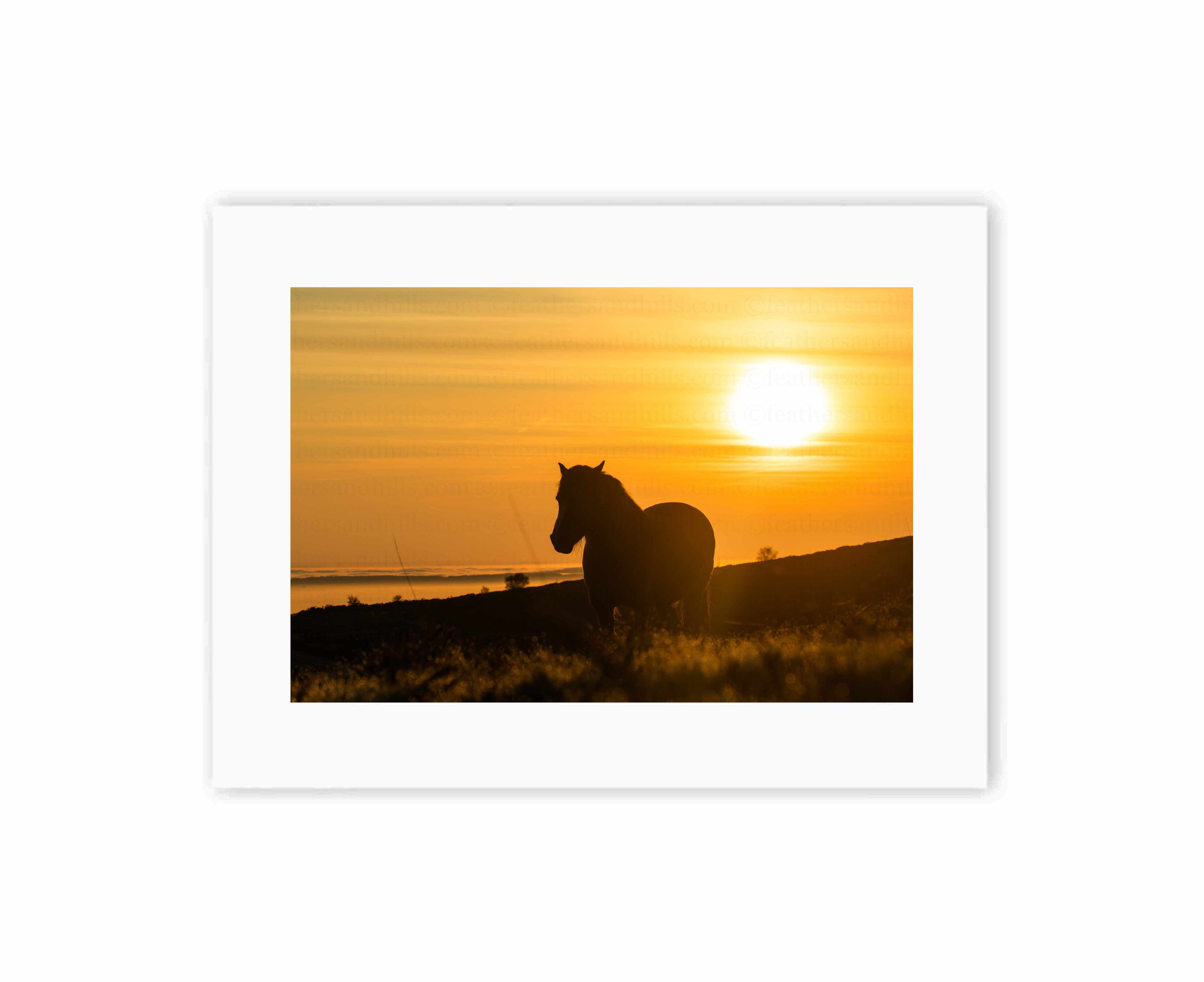 Dartmoor Pony Sunrise