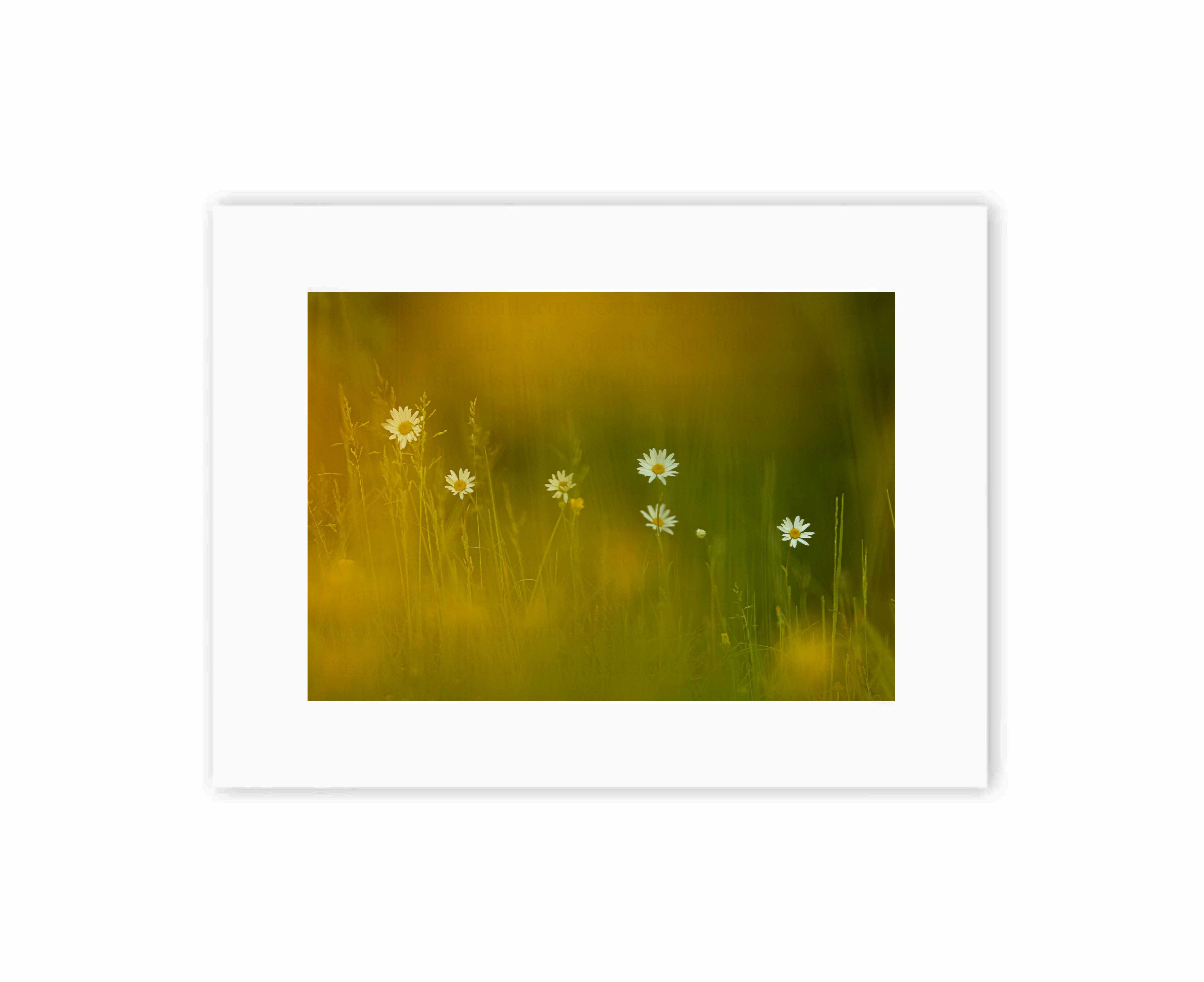 Delicate Daisies