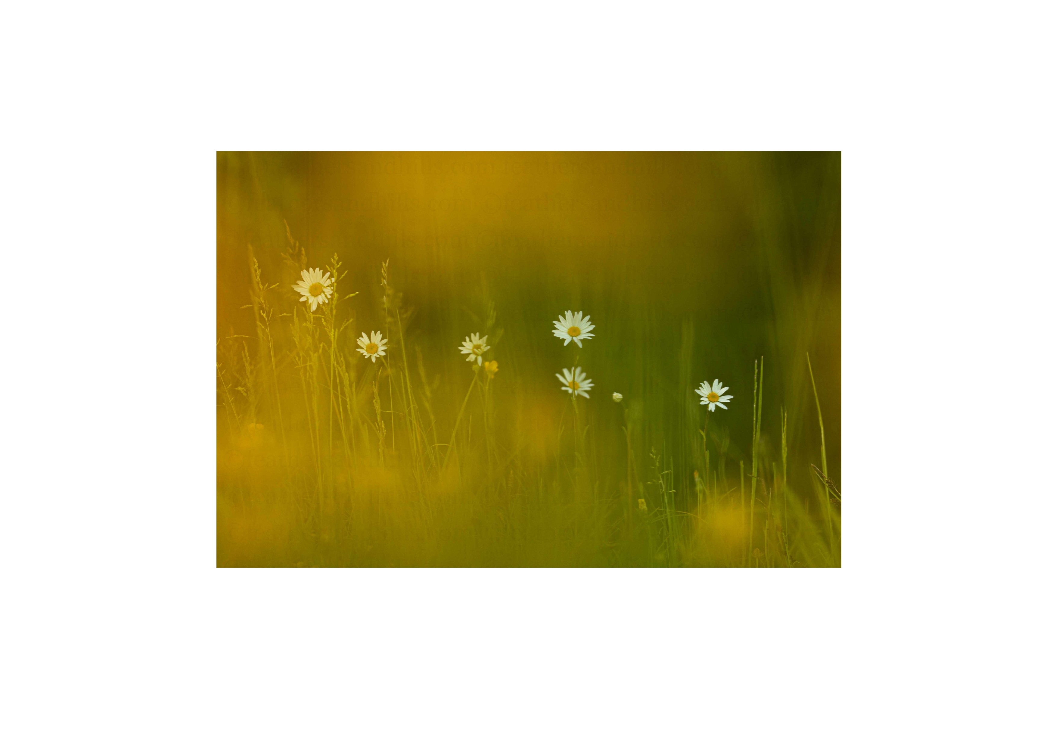 Delicate Daisies