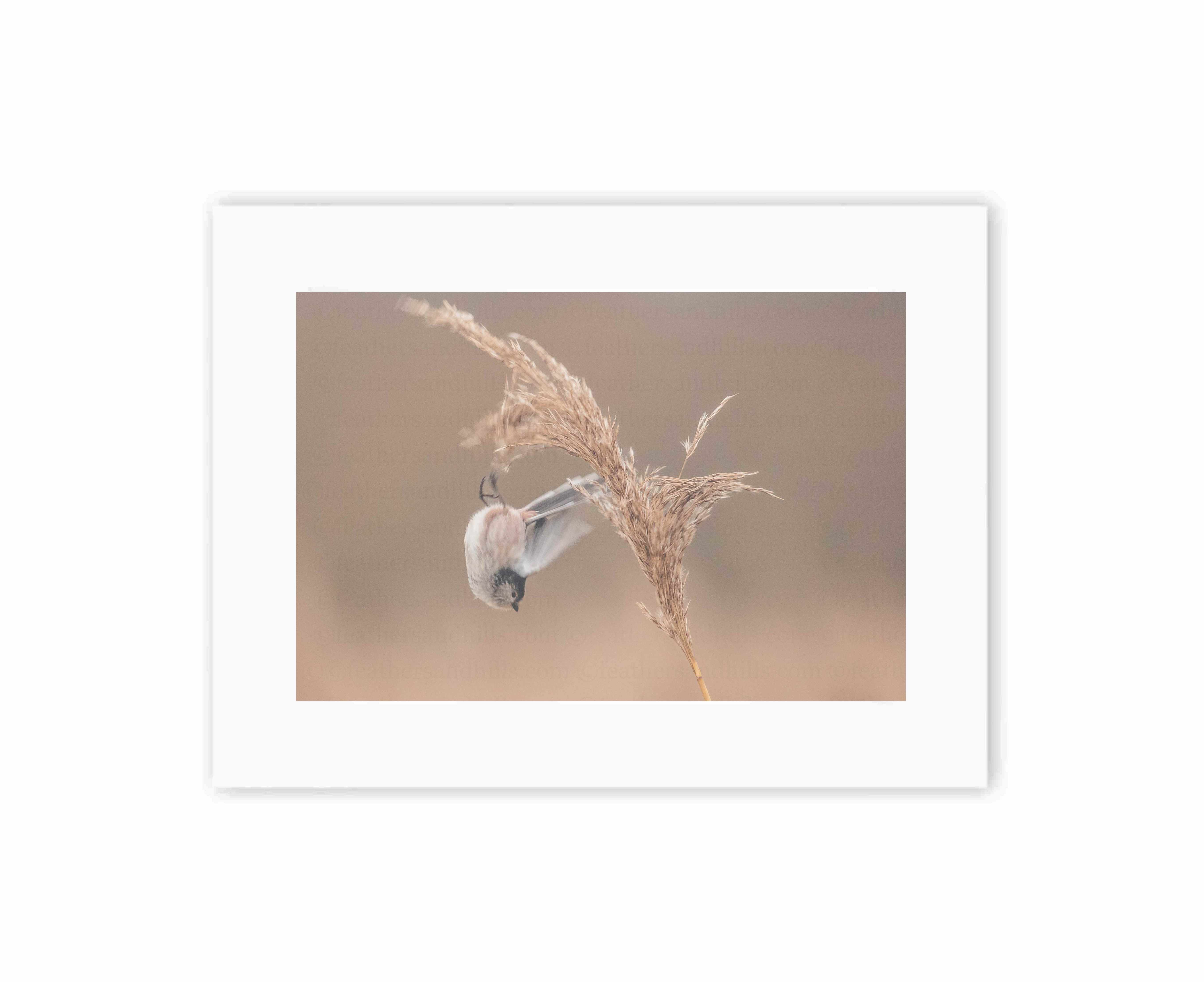 Diving Long Tailed Tit