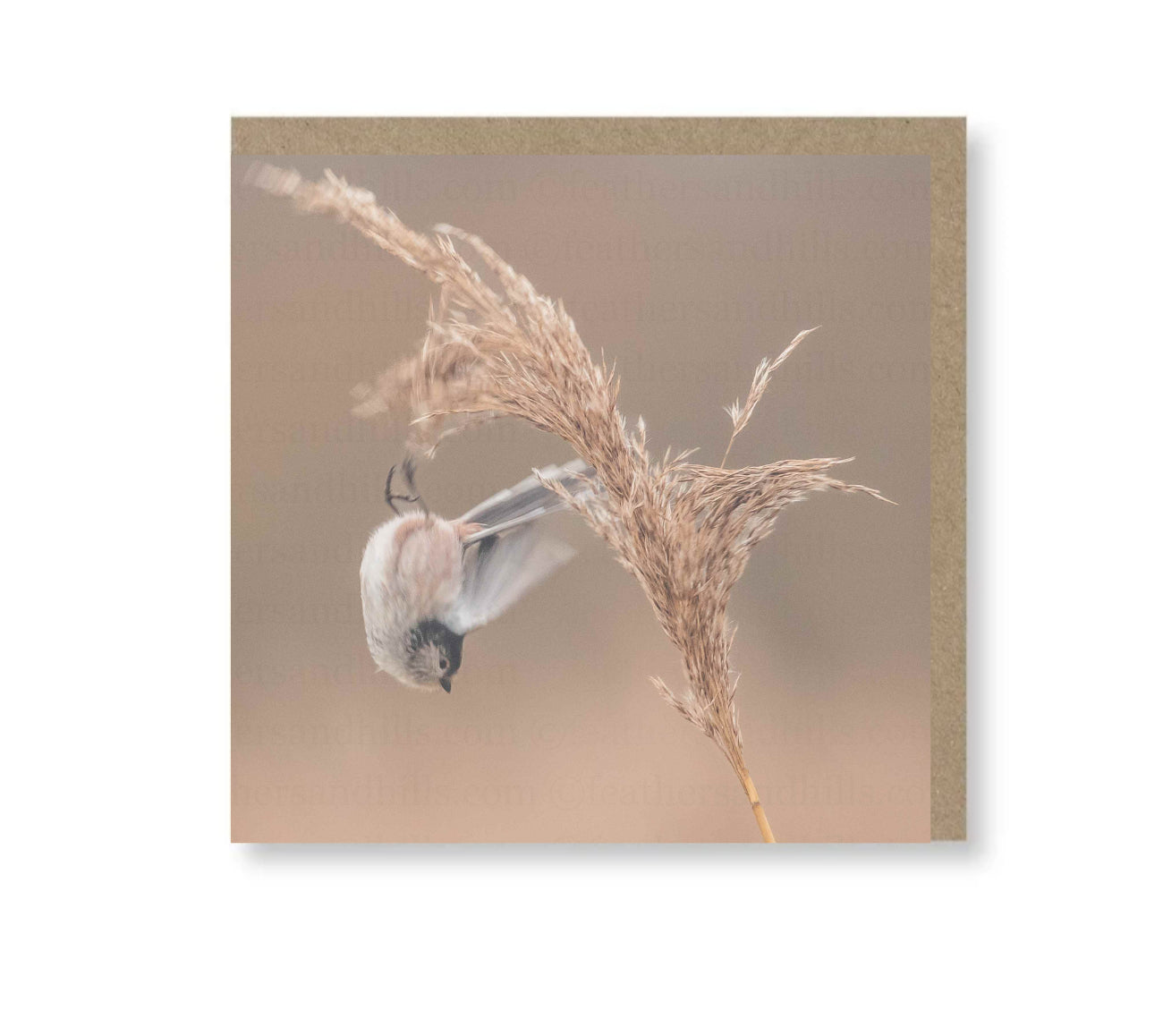 Diving Long Tailed Tit
